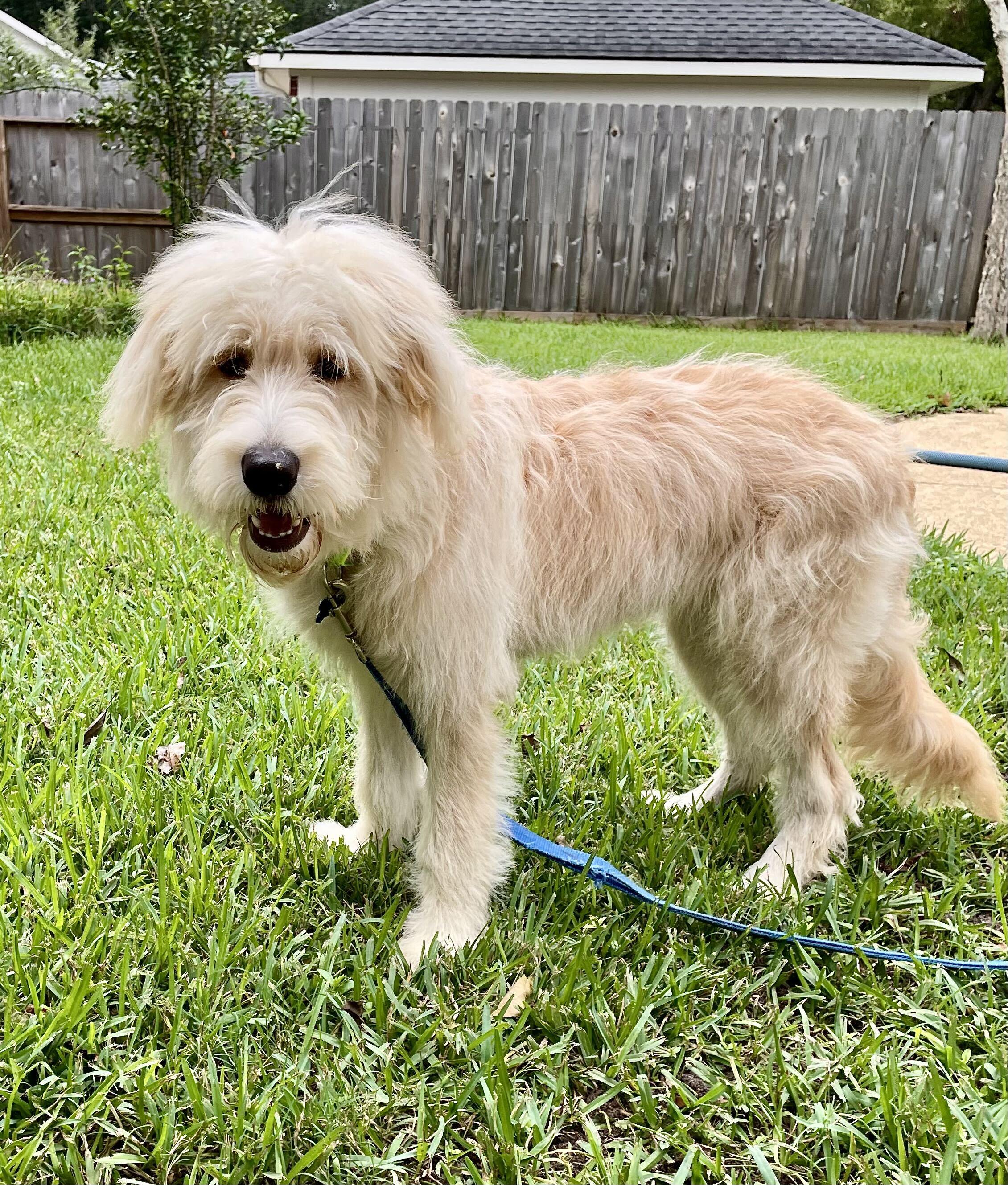 Enlarge Duckie, a Adoptable mixed breed in Houston, TX image 2/6