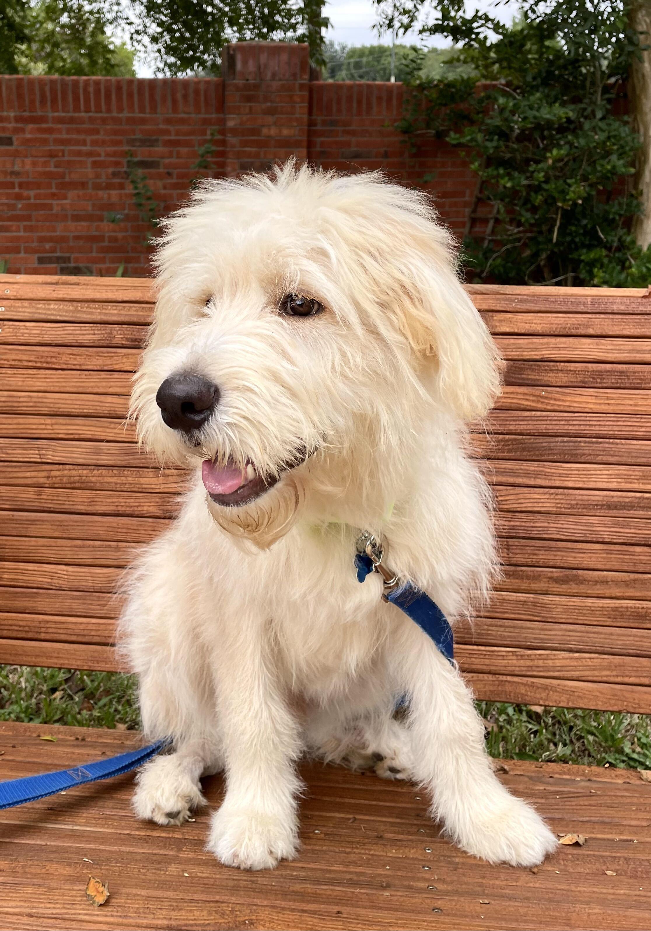 Enlarge Duckie, a Adoptable mixed breed in Houston, TX image 3/6