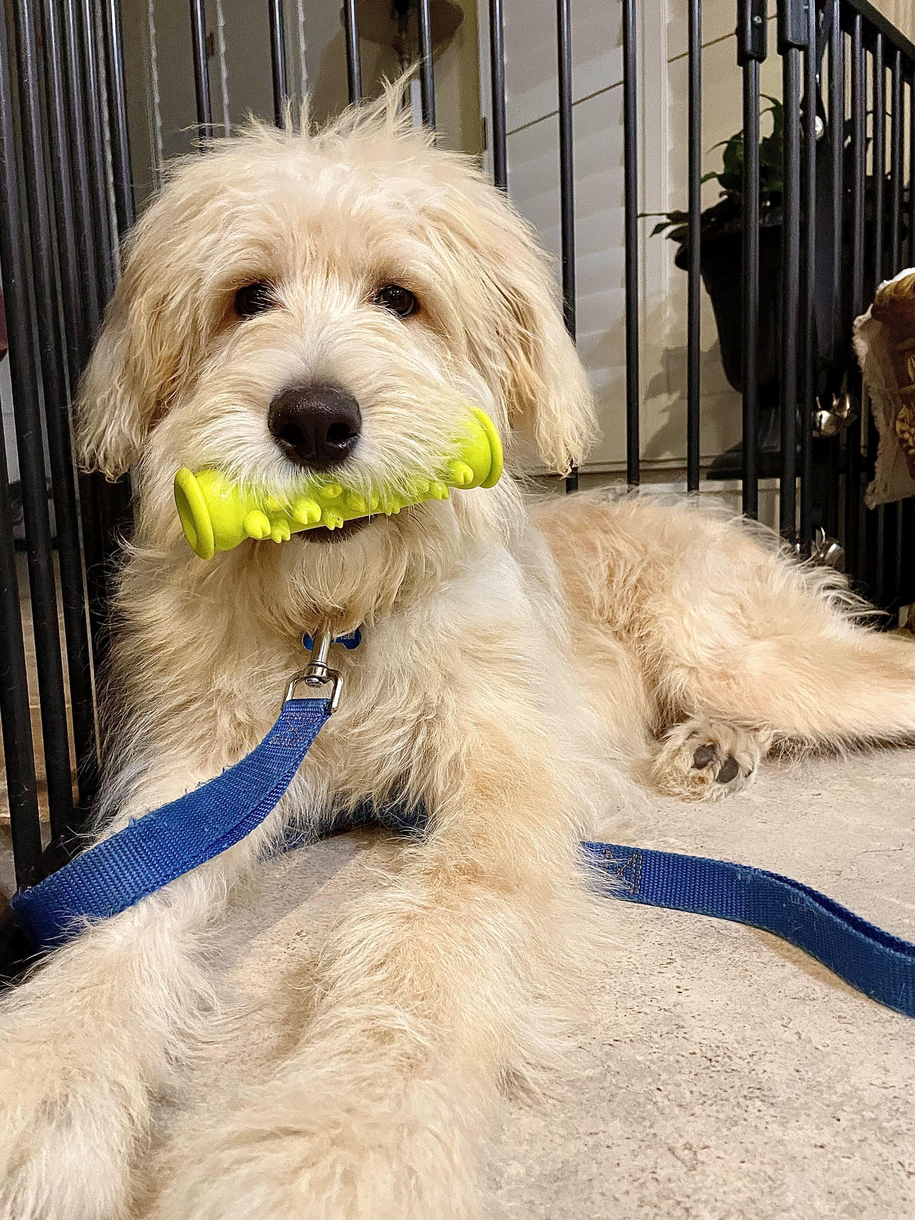 Enlarge Duckie, a Adoptable mixed breed in Houston, TX image 6/6
