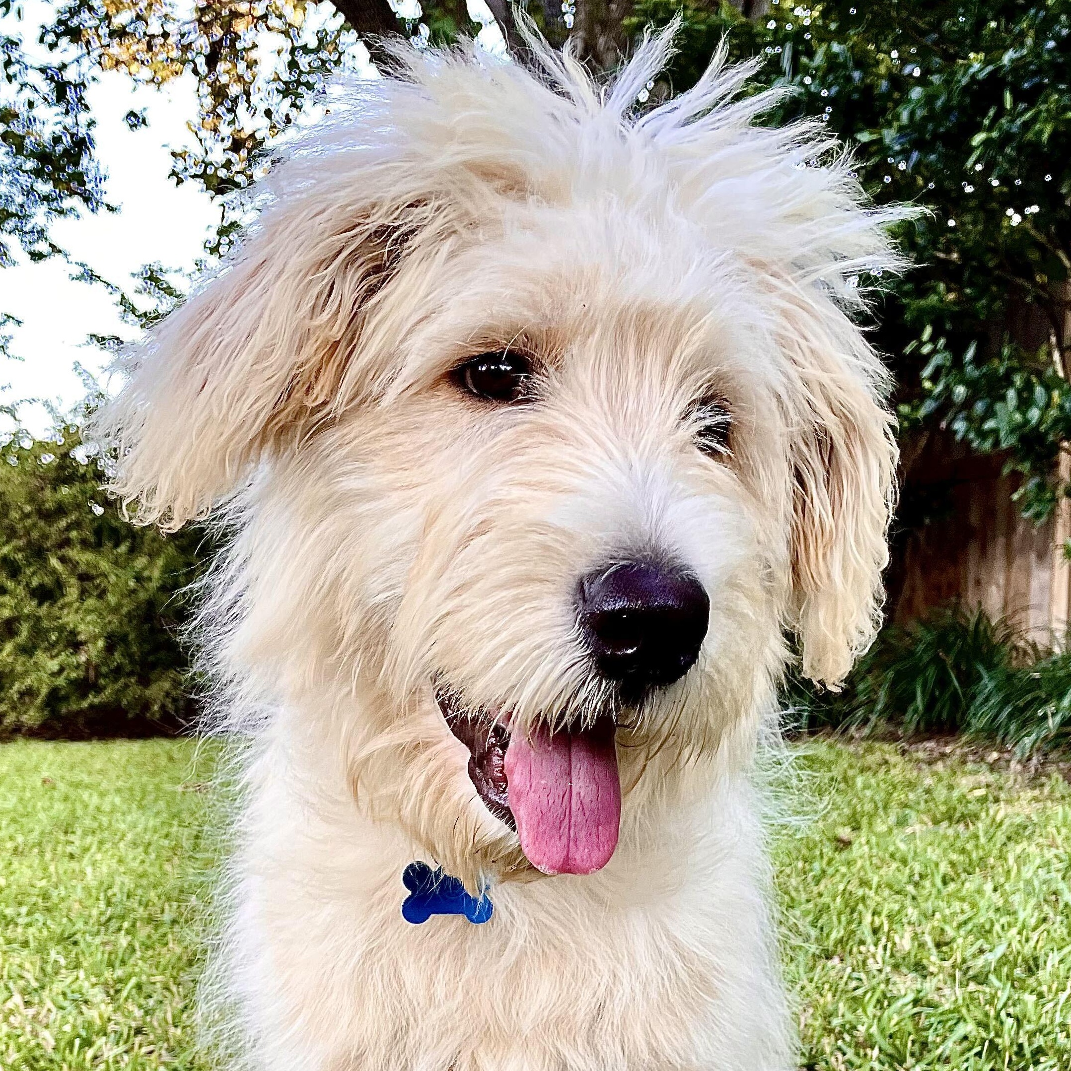 Duckie, Adoptable, Puppy Male Poodle & Great Pyrenees.