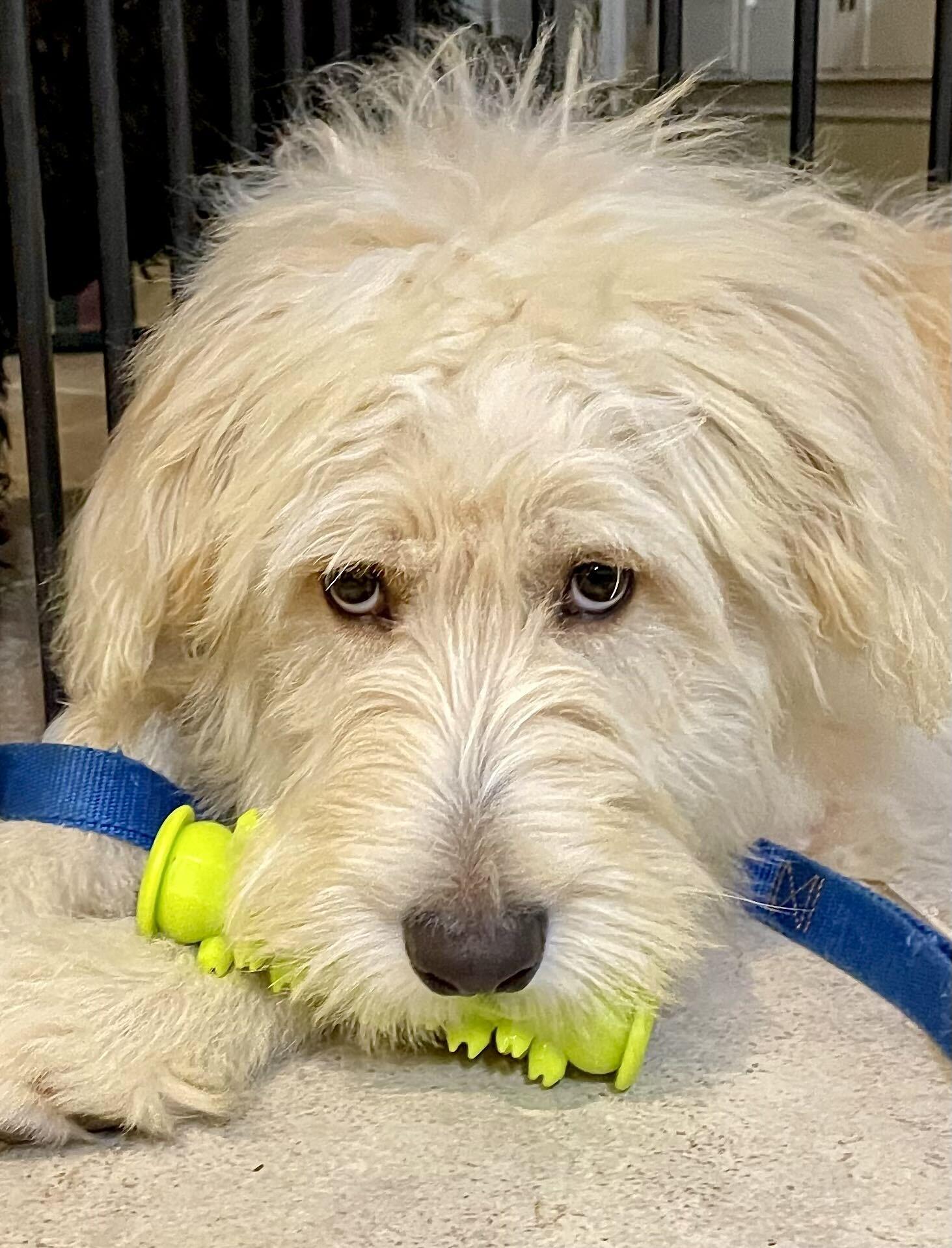Enlarge Duckie, a Adoptable mixed breed in Houston, TX image 4/6
