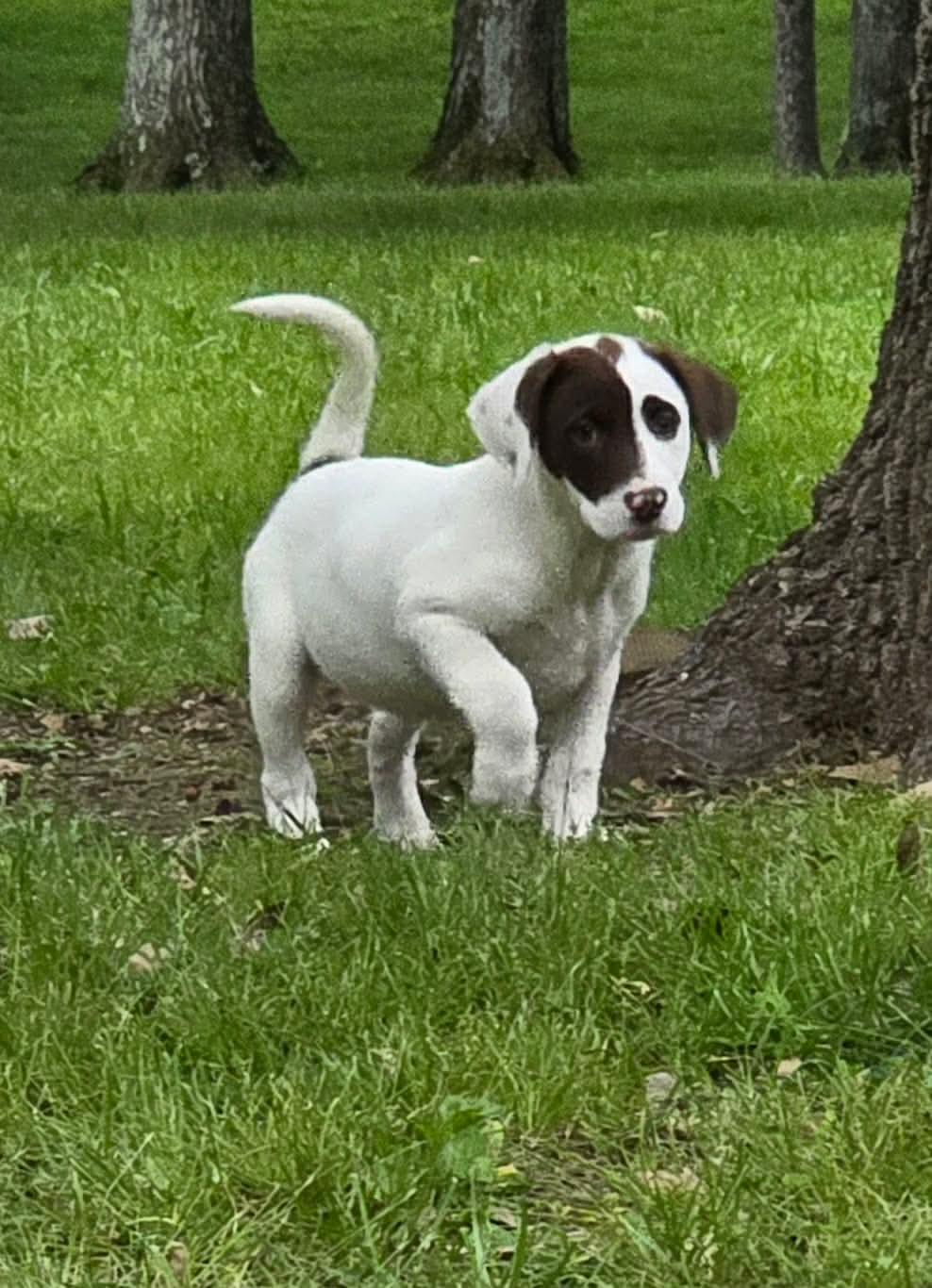 Rocket, Adoptable, Puppy Female Labrador Retriever.