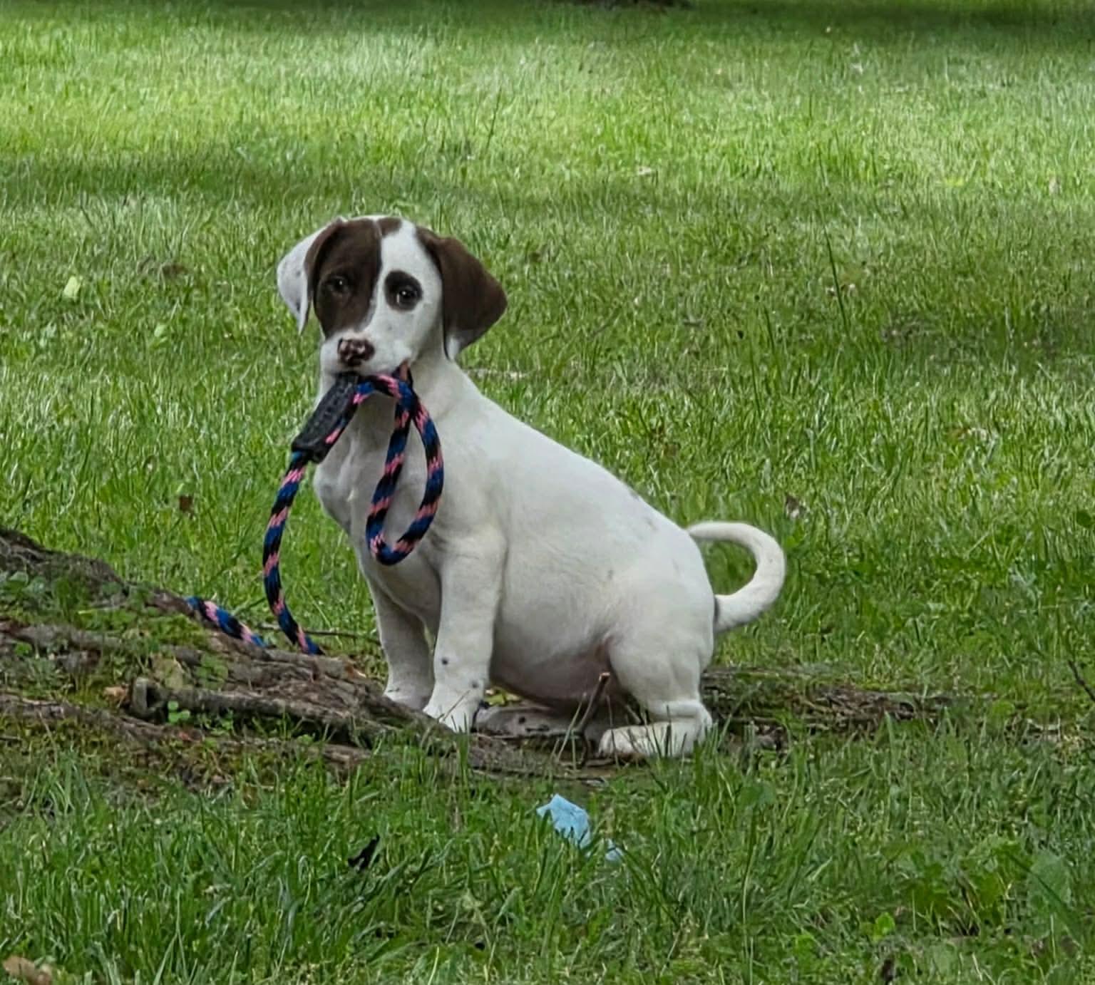 Rocket, a Adoptable Labrador Retriever in Steeleville, IL image 2/3