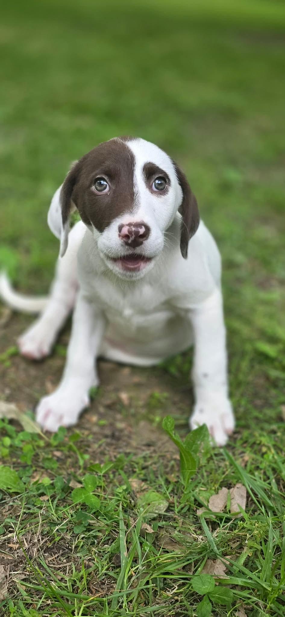 Rocket, a Adoptable Labrador Retriever in Steeleville, IL image 3/3