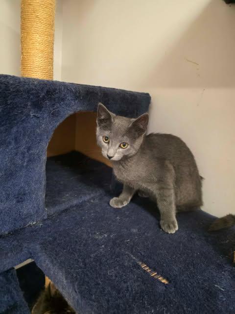 Spiffy, a ADOPTABLE Domestic Short Hair in Fulton, NY image 2/3