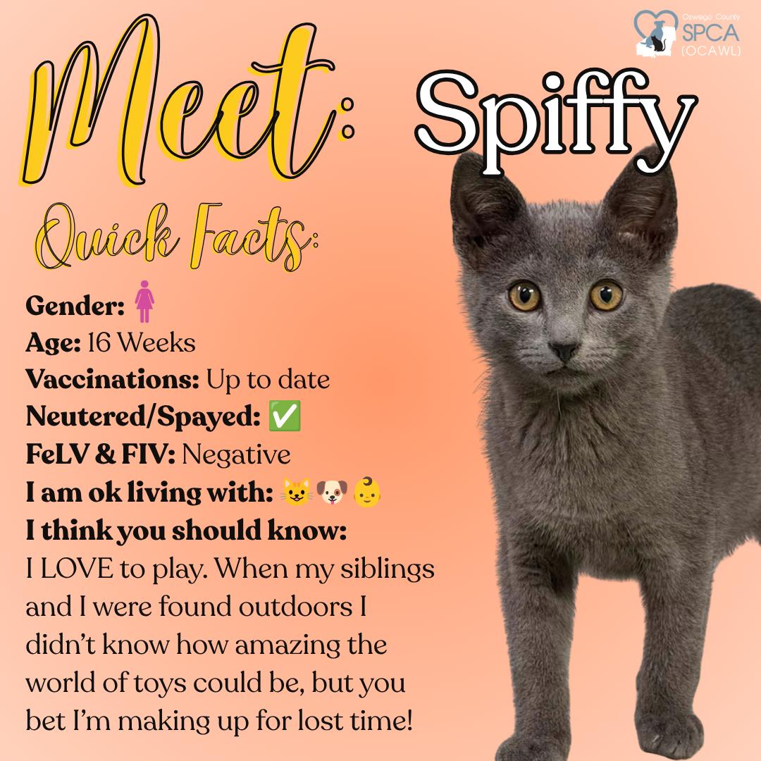 Spiffy, ADOPTABLE, Young Female Domestic Short Hair.