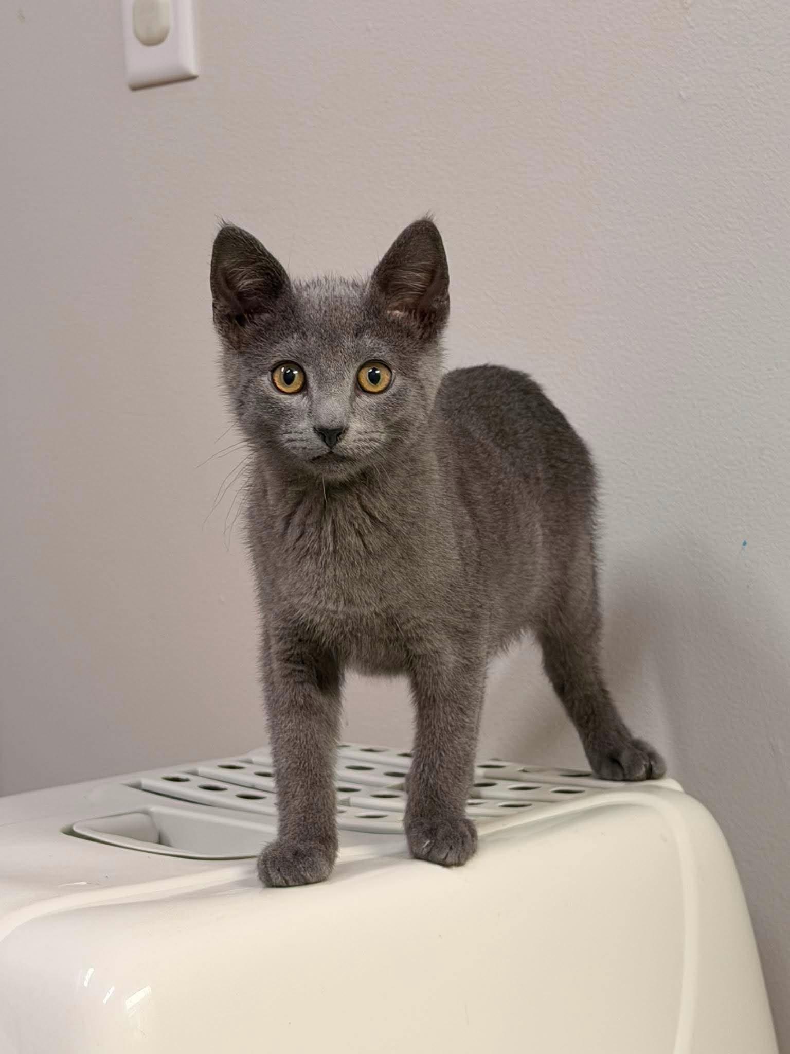 Spiffy, a ADOPTABLE Domestic Short Hair in Fulton, NY image 3/3