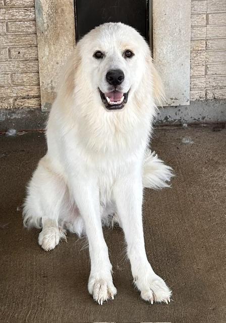 Enlarge Ralphie, a ADOPTABLE Great Pyrenees in Denison, IA image 2/4