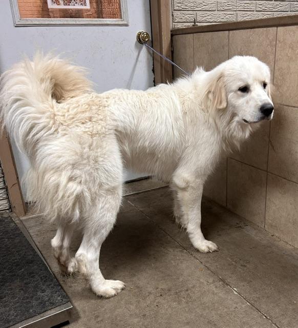 Enlarge Ralphie, a ADOPTABLE Great Pyrenees in Denison, IA image 1/4