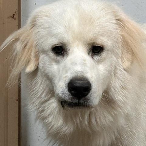 Enlarge Ralphie, a ADOPTABLE Great Pyrenees in Denison, IA image 3/4