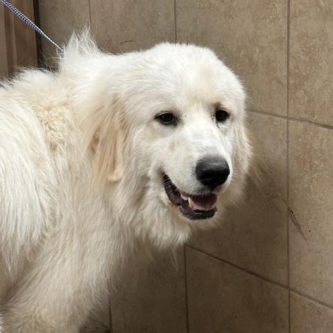 Enlarge Ralphie, a ADOPTABLE Great Pyrenees in Denison, IA image 4/4