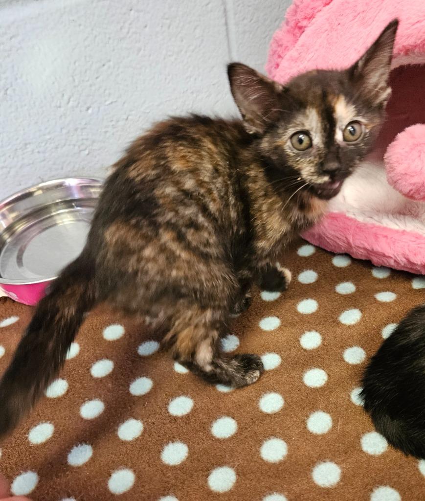 Garnet, Adopted, Kitten Female Domestic Short Hair.