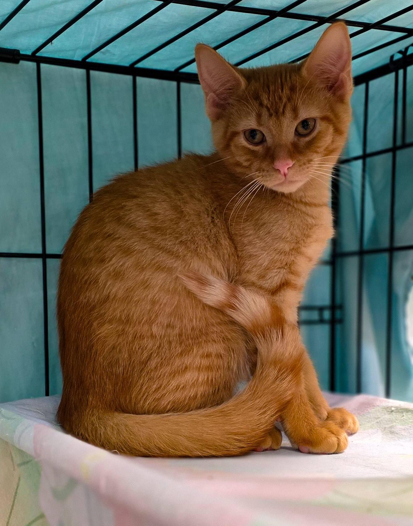 BBQ KITTENS: Bourbon + Chipotle + Hickory + Mesquite, Adoptable, Kitten Male Domestic Short Hair.