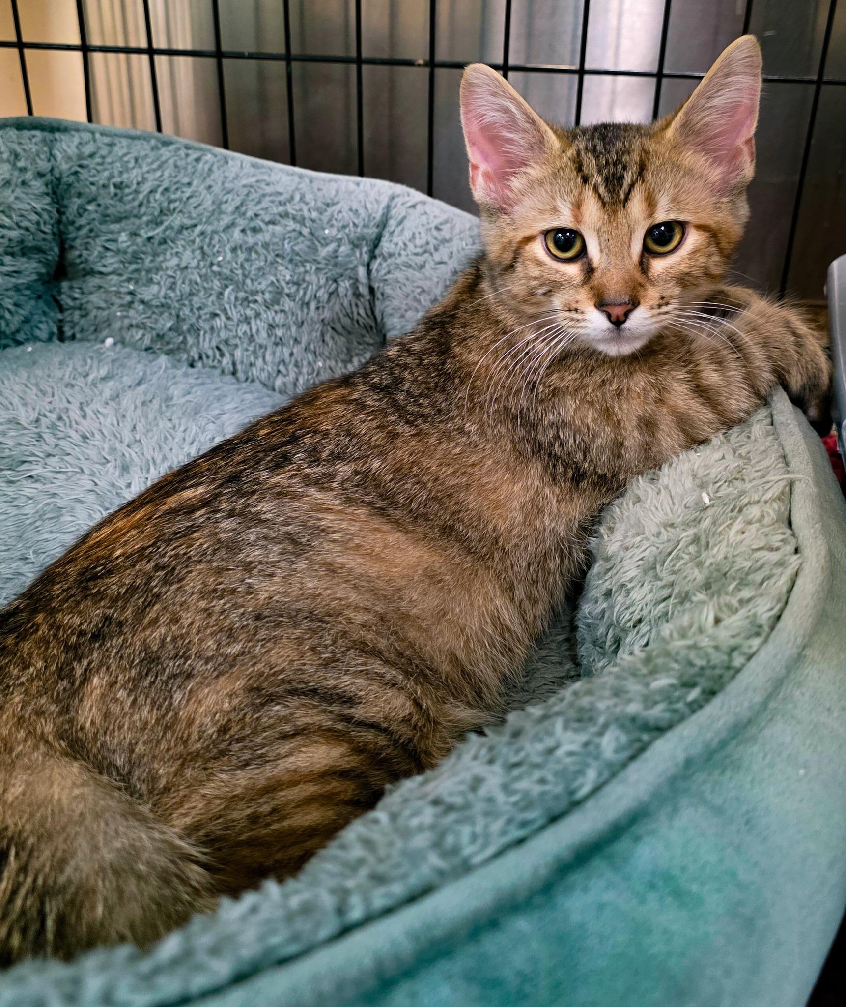 BBQ KITTENS: Bourbon + Chipotle + Hickory + Mesquite, a Adoptable Domestic Short Hair in Sterling Heights, MI image 2/6