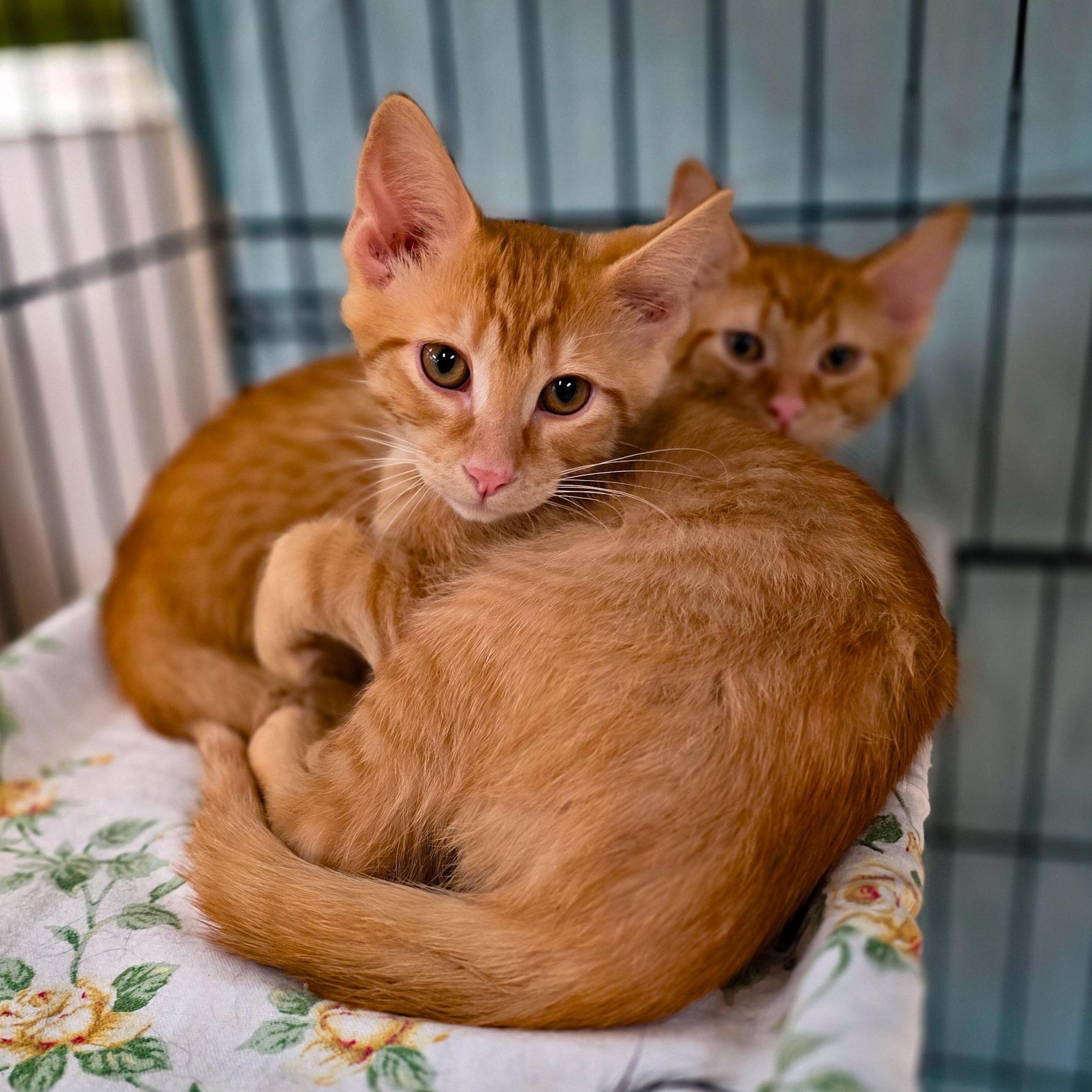 BBQ KITTENS: Bourbon + Chipotle + Hickory + Mesquite, a Adoptable Domestic Short Hair in Sterling Heights, MI image 3/6