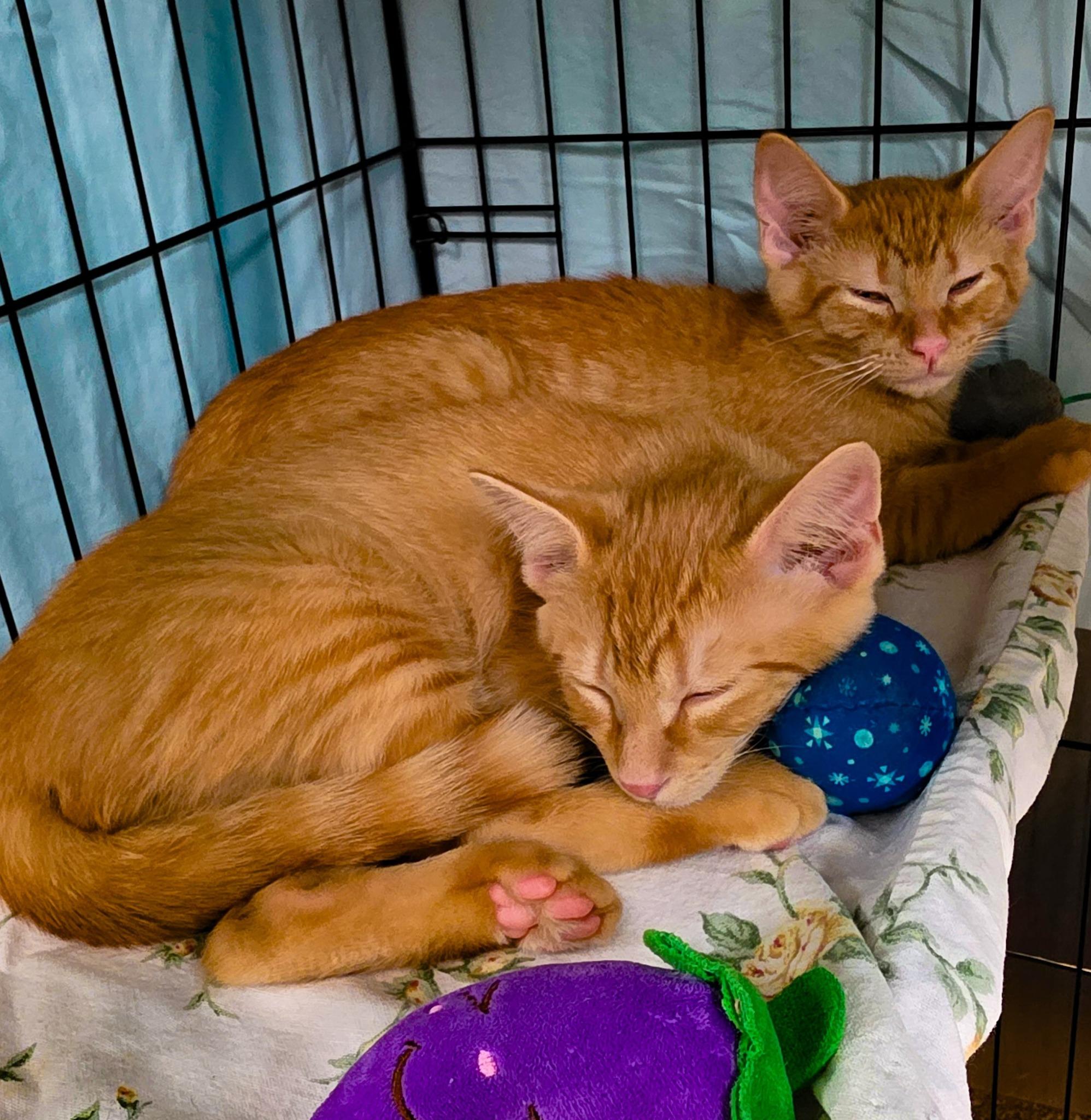 BBQ KITTENS: Bourbon + Chipotle + Hickory + Mesquite, a Adoptable Domestic Short Hair in Sterling Heights, MI image 4/6