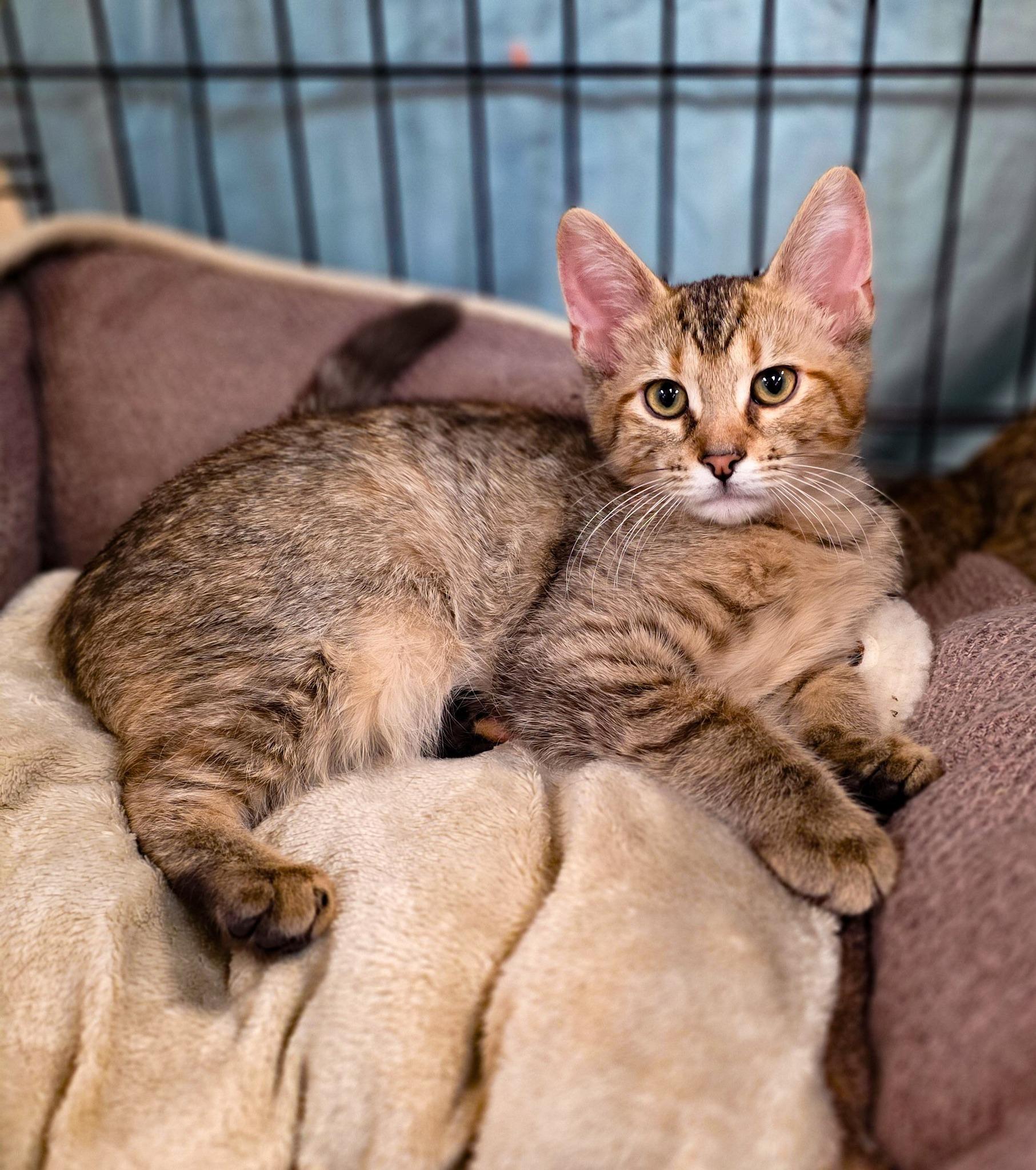 BBQ KITTENS: Bourbon + Chipotle + Hickory + Mesquite, a Adoptable Domestic Short Hair in Sterling Heights, MI image 5/6