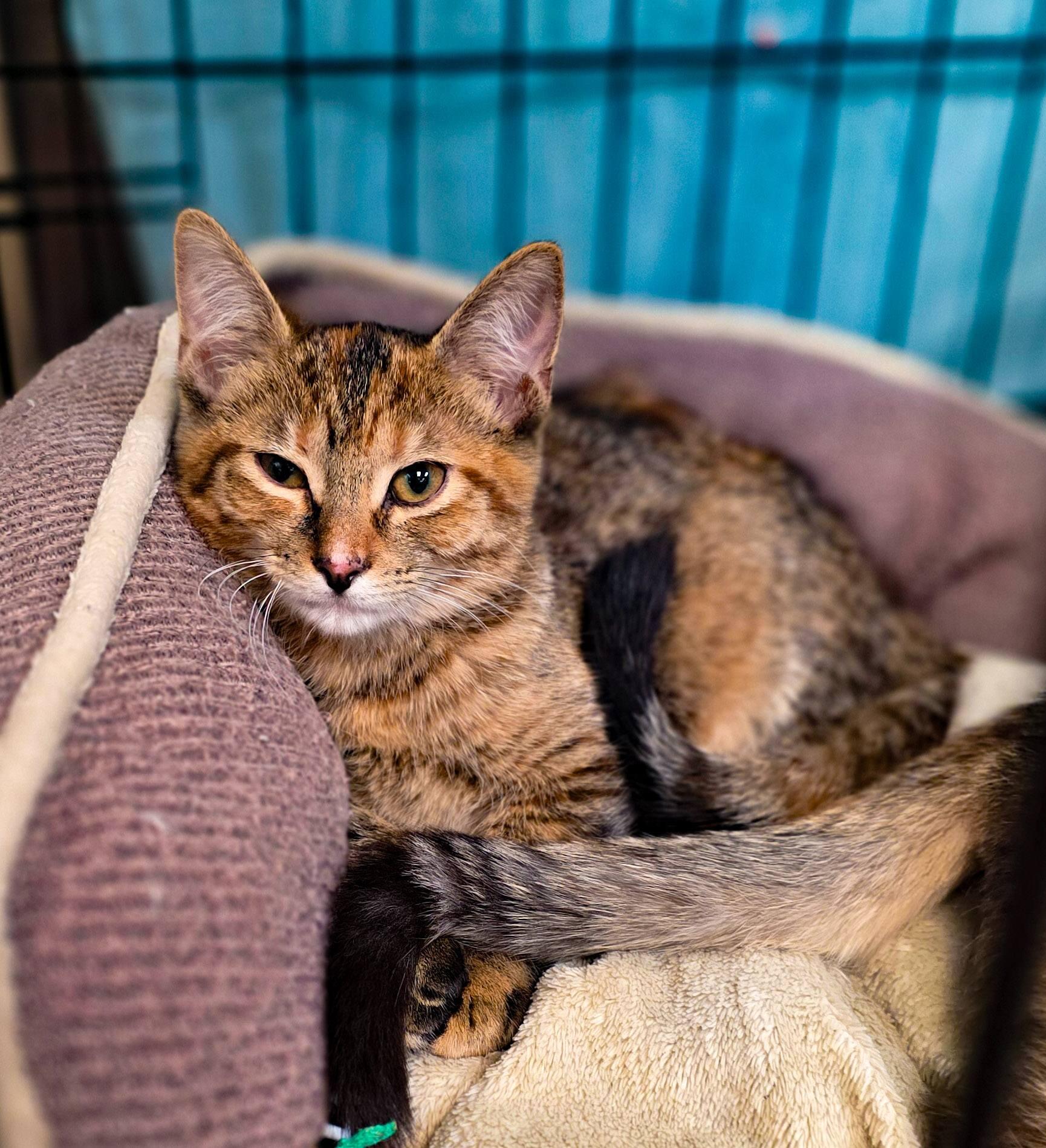BBQ KITTENS: Bourbon + Chipotle + Hickory + Mesquite, a Adoptable Domestic Short Hair in Sterling Heights, MI image 6/6