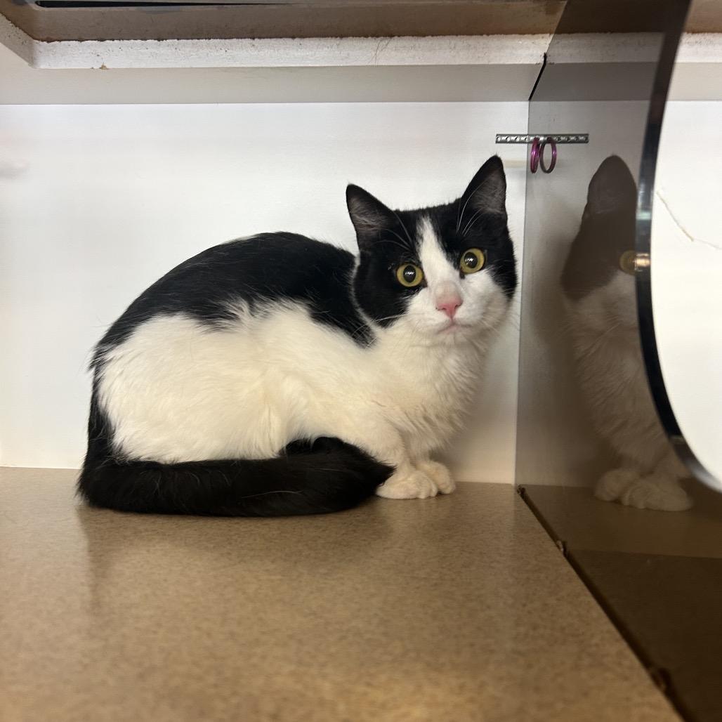 Leo, Adoptable, Young Male Domestic Short Hair.