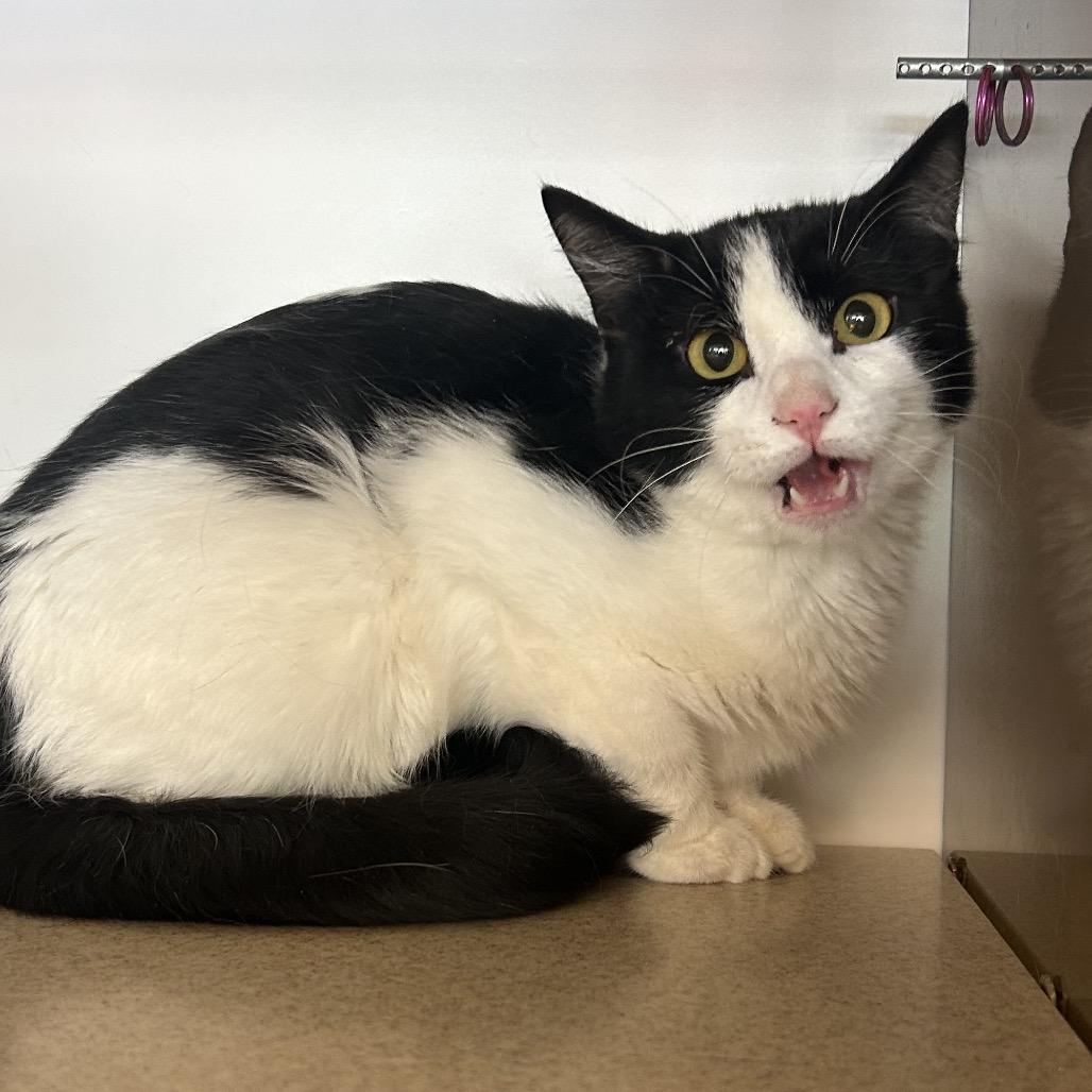 Leo, a Adoptable Domestic Short Hair in Park City, UT image 2/2