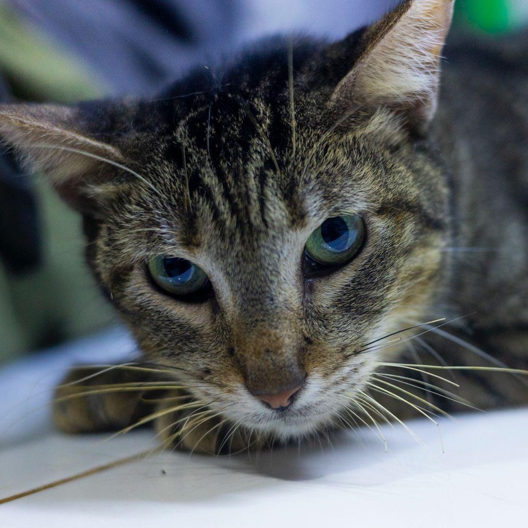 Daniela, ADOPTABLE, Adult Female Domestic Short Hair & Tabby.