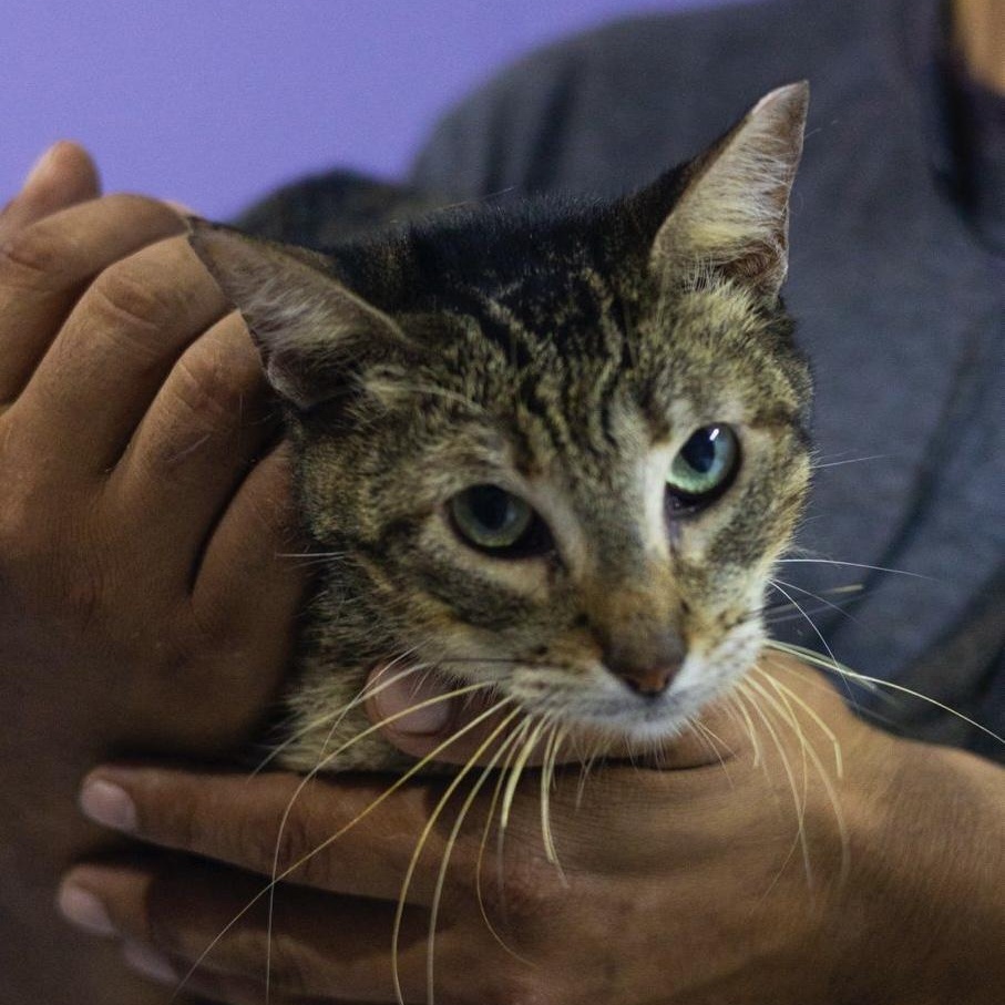 Enlarge Daniela, a ADOPTABLE mixed breed in New York, NY image 2/6