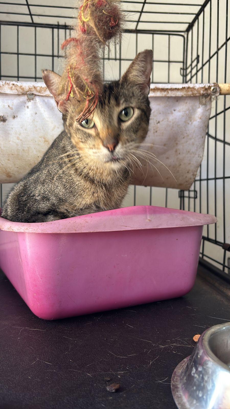 Enlarge Daniela, a ADOPTABLE mixed breed in New York, NY image 6/6