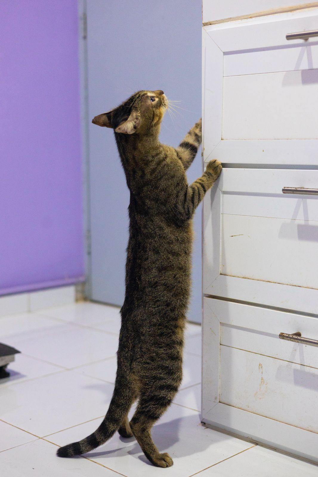 Enlarge Daniela, a ADOPTABLE mixed breed in New York, NY image 3/6