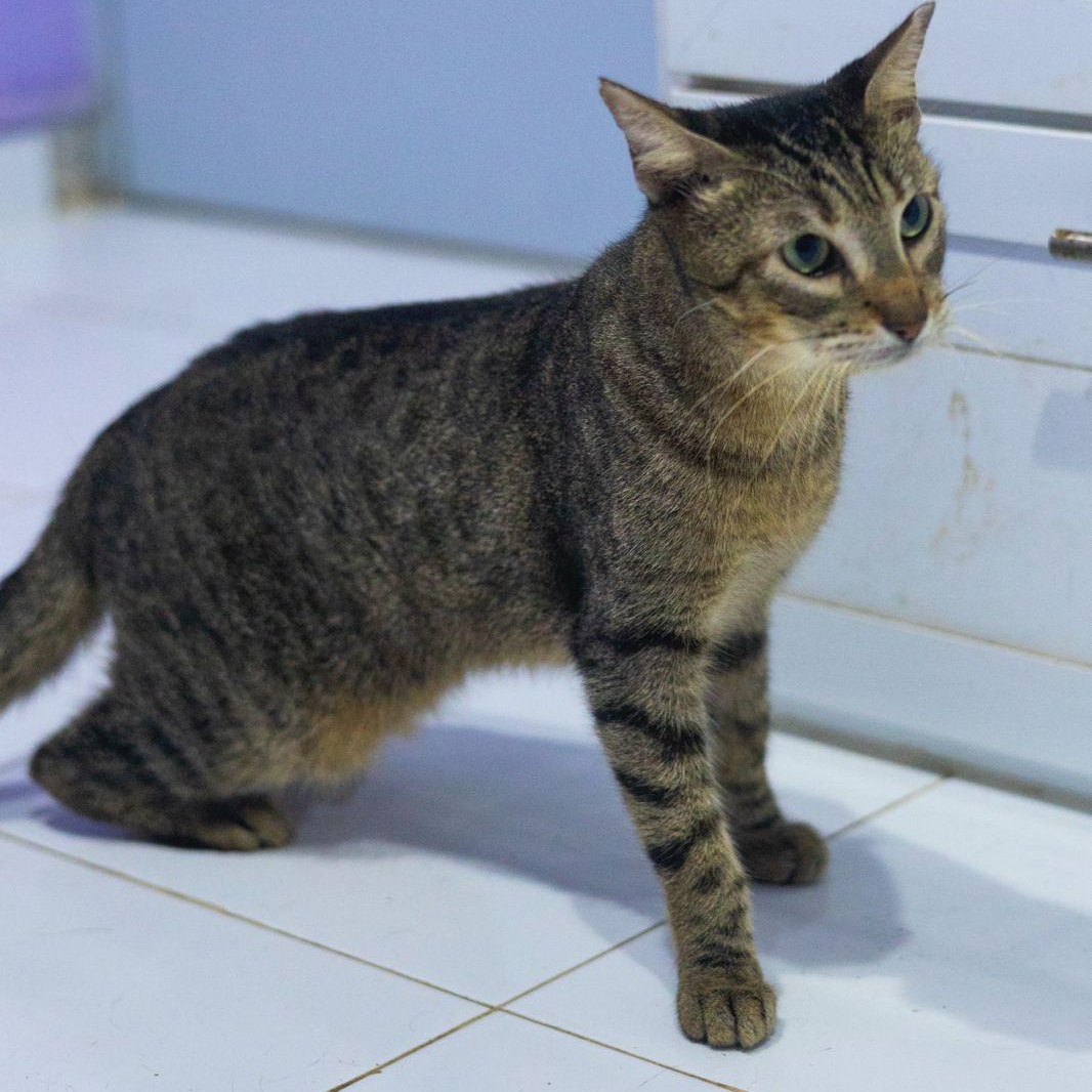 Enlarge Daniela, a ADOPTABLE mixed breed in New York, NY image 4/6