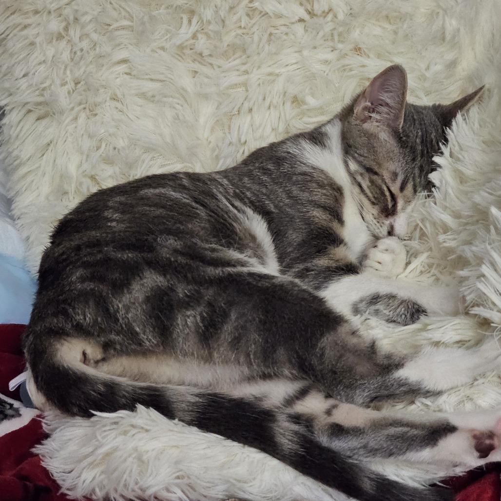 Lyra, Adoptable, Young Female Domestic Short Hair.