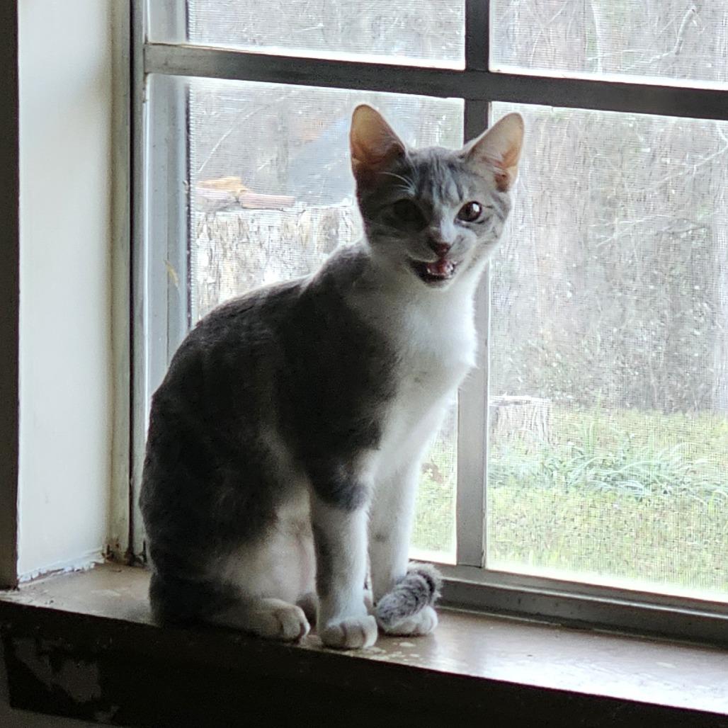 Enlarge Lyra, a Adoptable Domestic Short Hair in Tuscaloosa, AL image 2/4