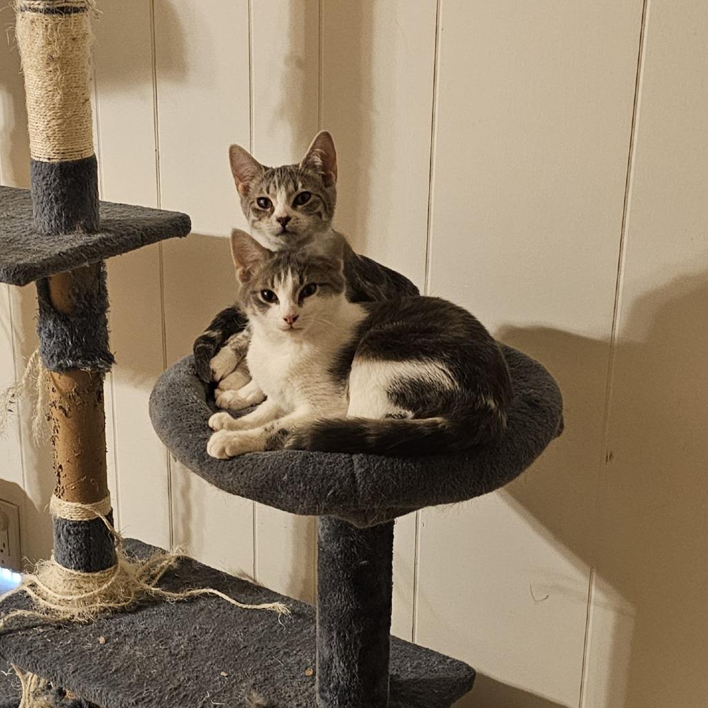 Enlarge Lyra, a Adoptable Domestic Short Hair in Tuscaloosa, AL image 3/4