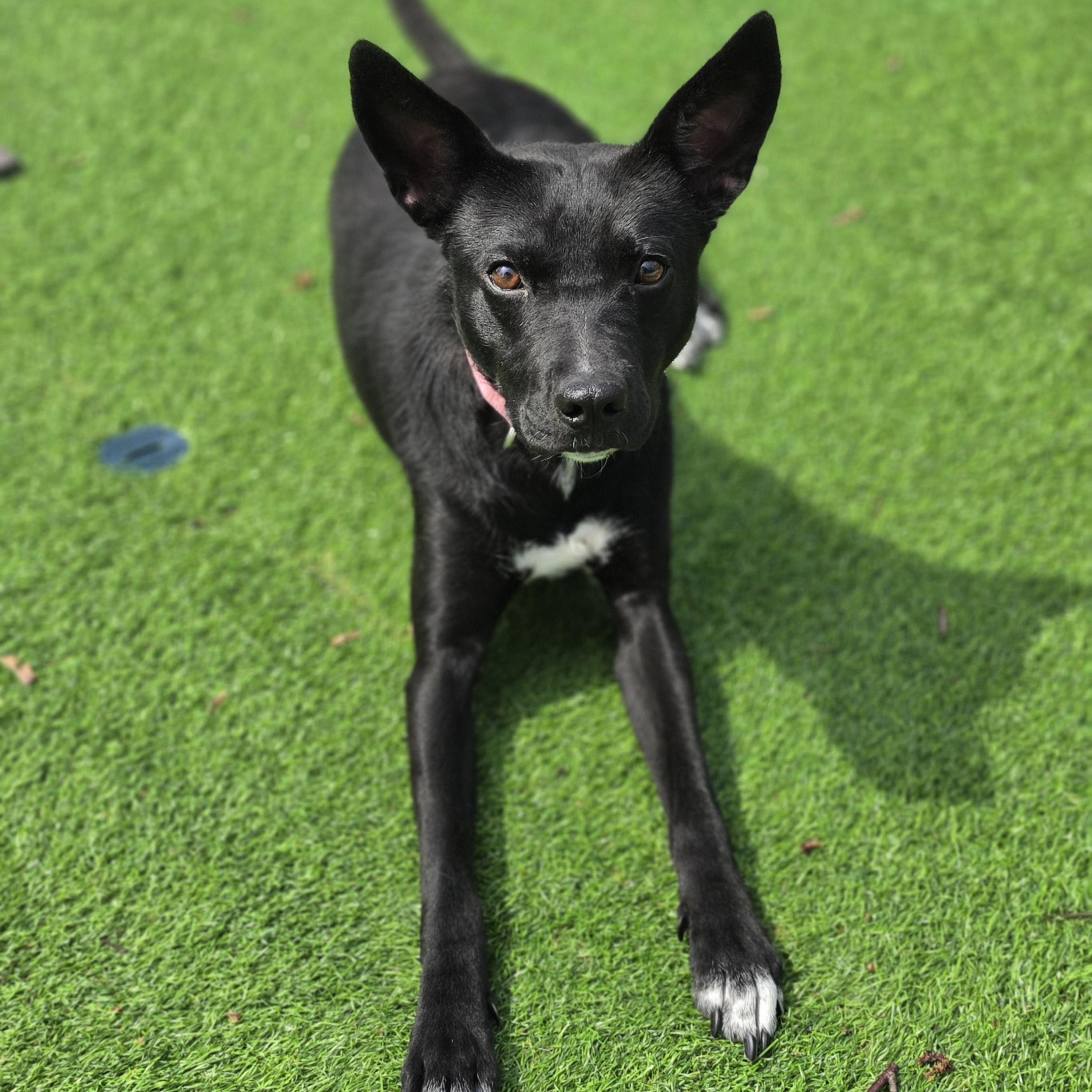 Enlarge Millie, a Adoptable mixed breed in Blairstown, NJ image 1/5