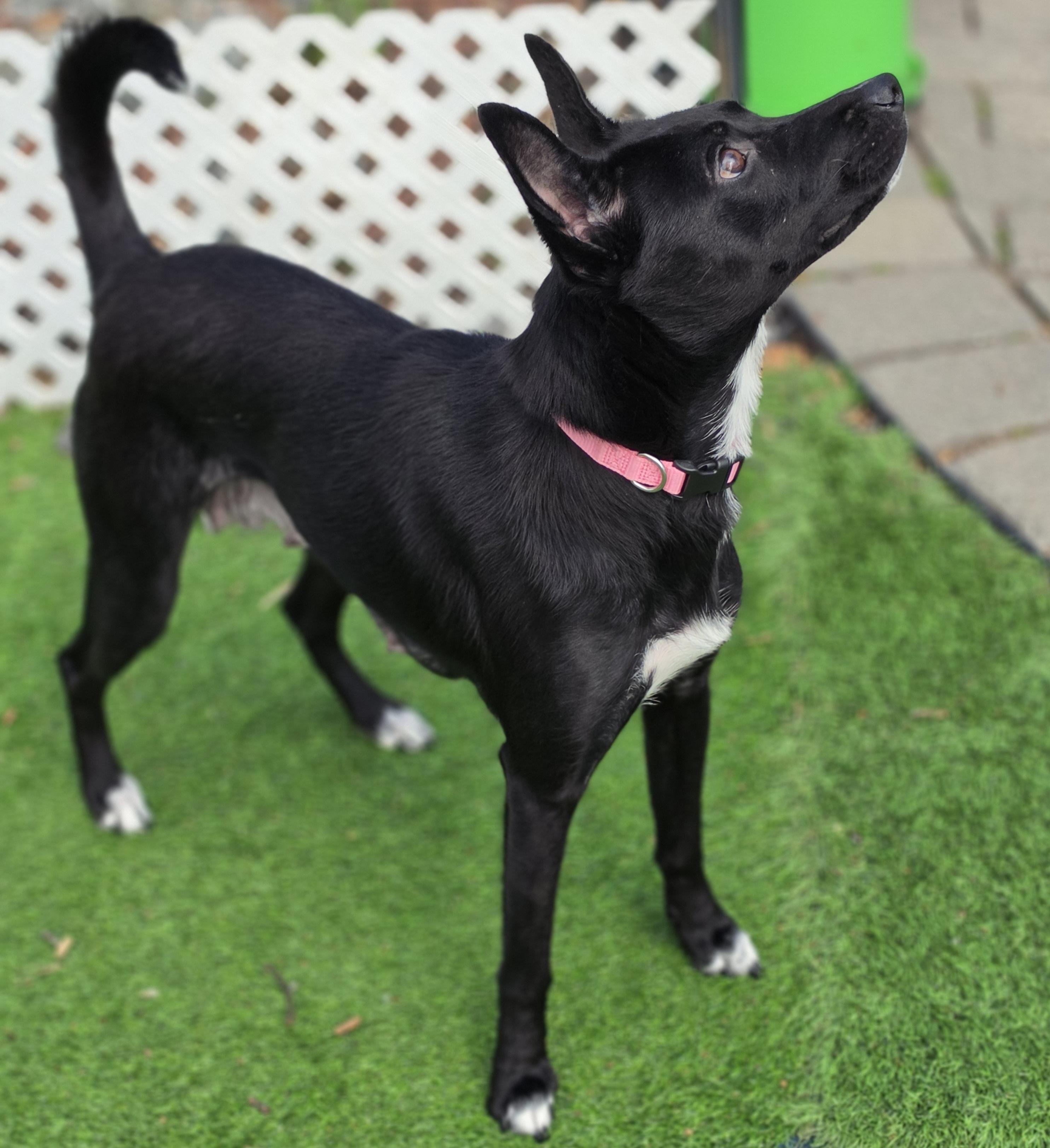 Enlarge Millie, a Adoptable mixed breed in Blairstown, NJ image 5/5