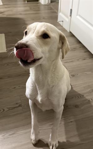 WILLOW, Adoptable, Young Female Labrador Retriever.