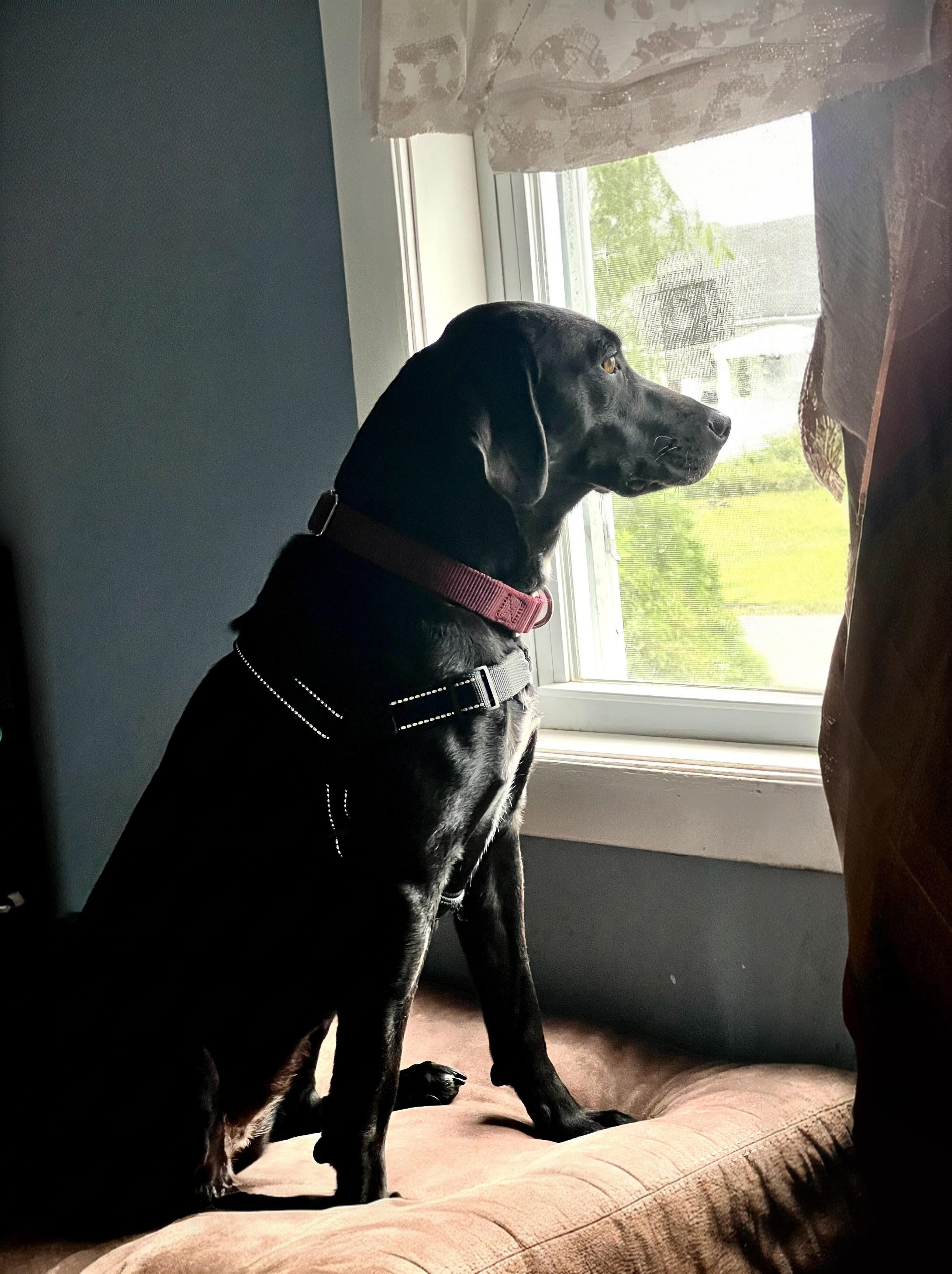 Enlarge Cami - In CT, a ADOPTABLE mixed breed in Willington, CT image 4/6