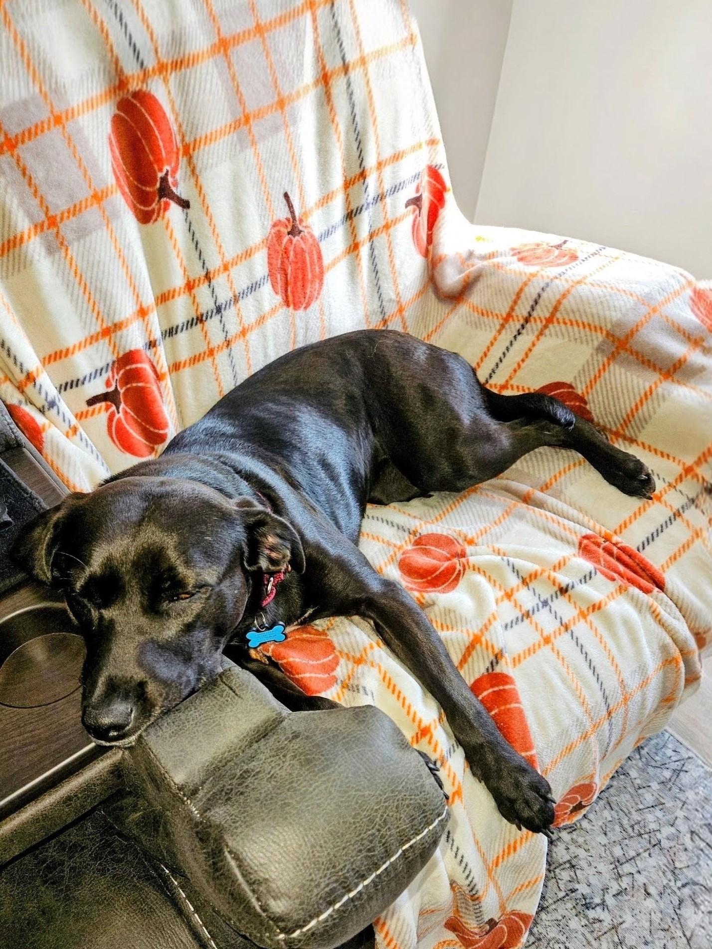 Cami - In CT, ADOPTABLE, Young Female Black Labrador Retriever.