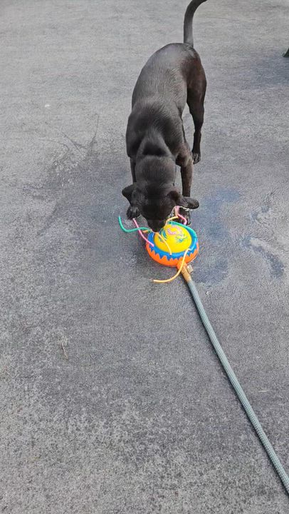 Enlarge Cami - In CT, a ADOPTABLE mixed breed in Willington, CT video 5/6