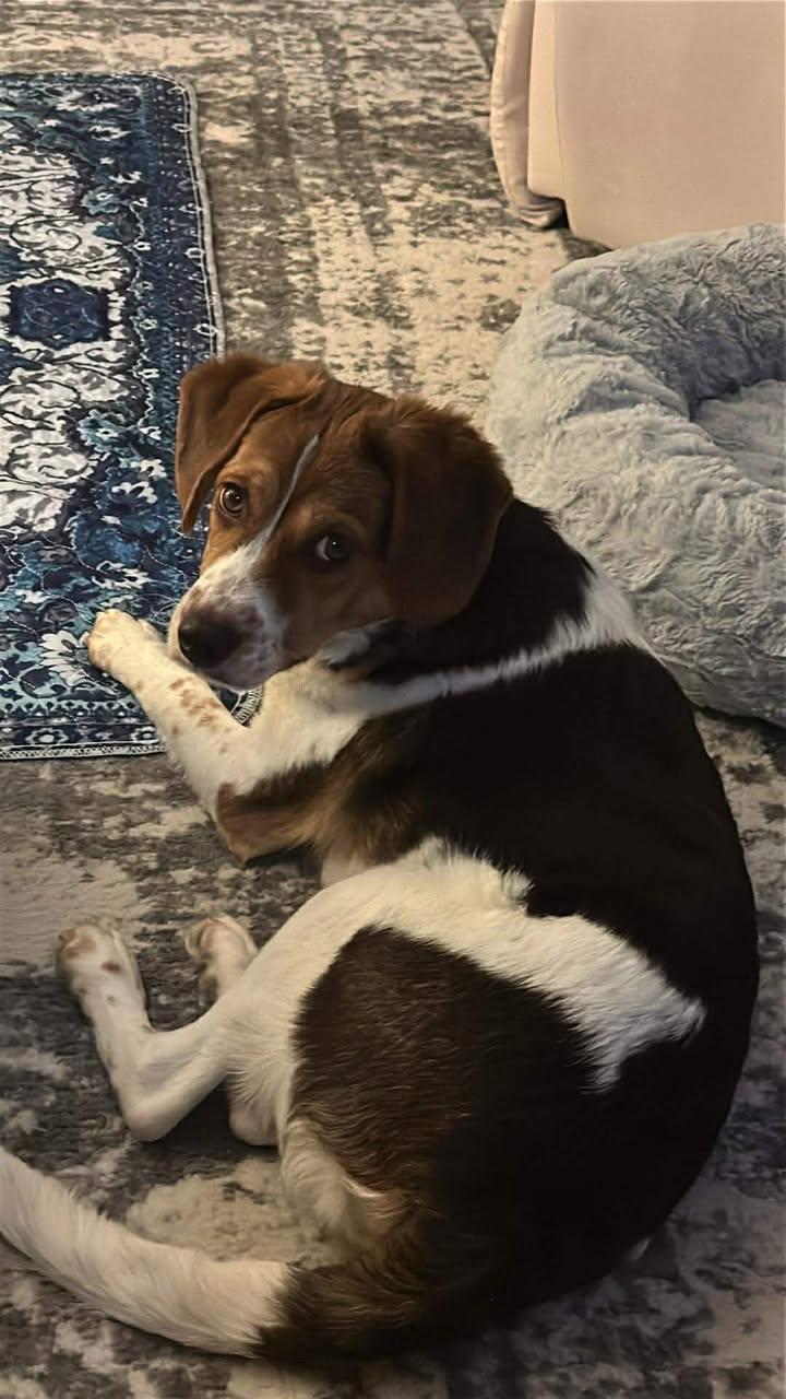 Hopper, ADOPTABLE, Young Male Beagle.
