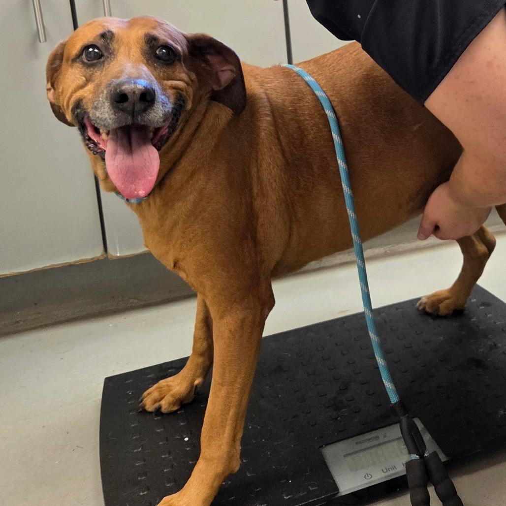 Gage, Adoptable, Senior Male Redbone Coonhound.