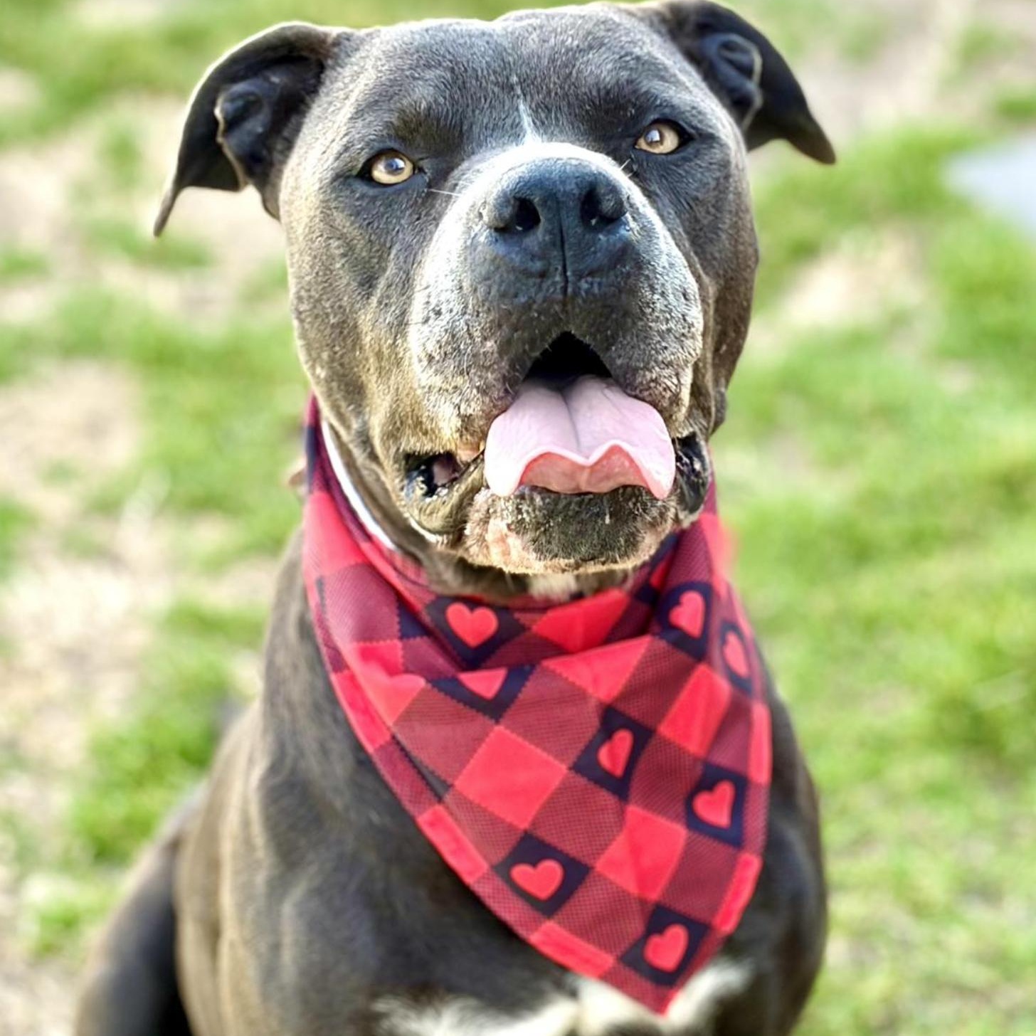 Enlarge Cedar, a ADOPTABLE Mixed Breed in Boston, MA image 1/6