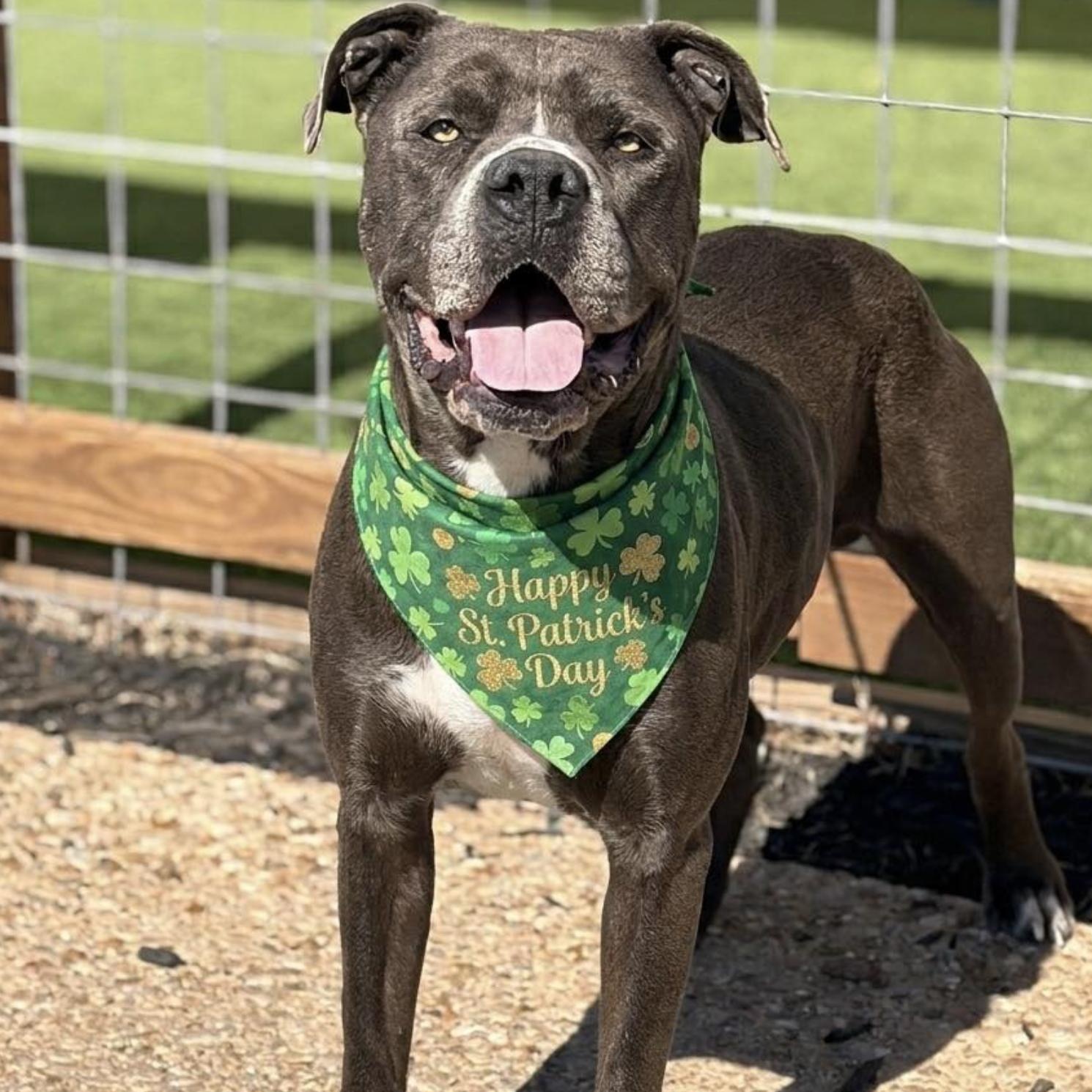 Enlarge Cedar, a ADOPTABLE Mixed Breed in Boston, MA image 4/6