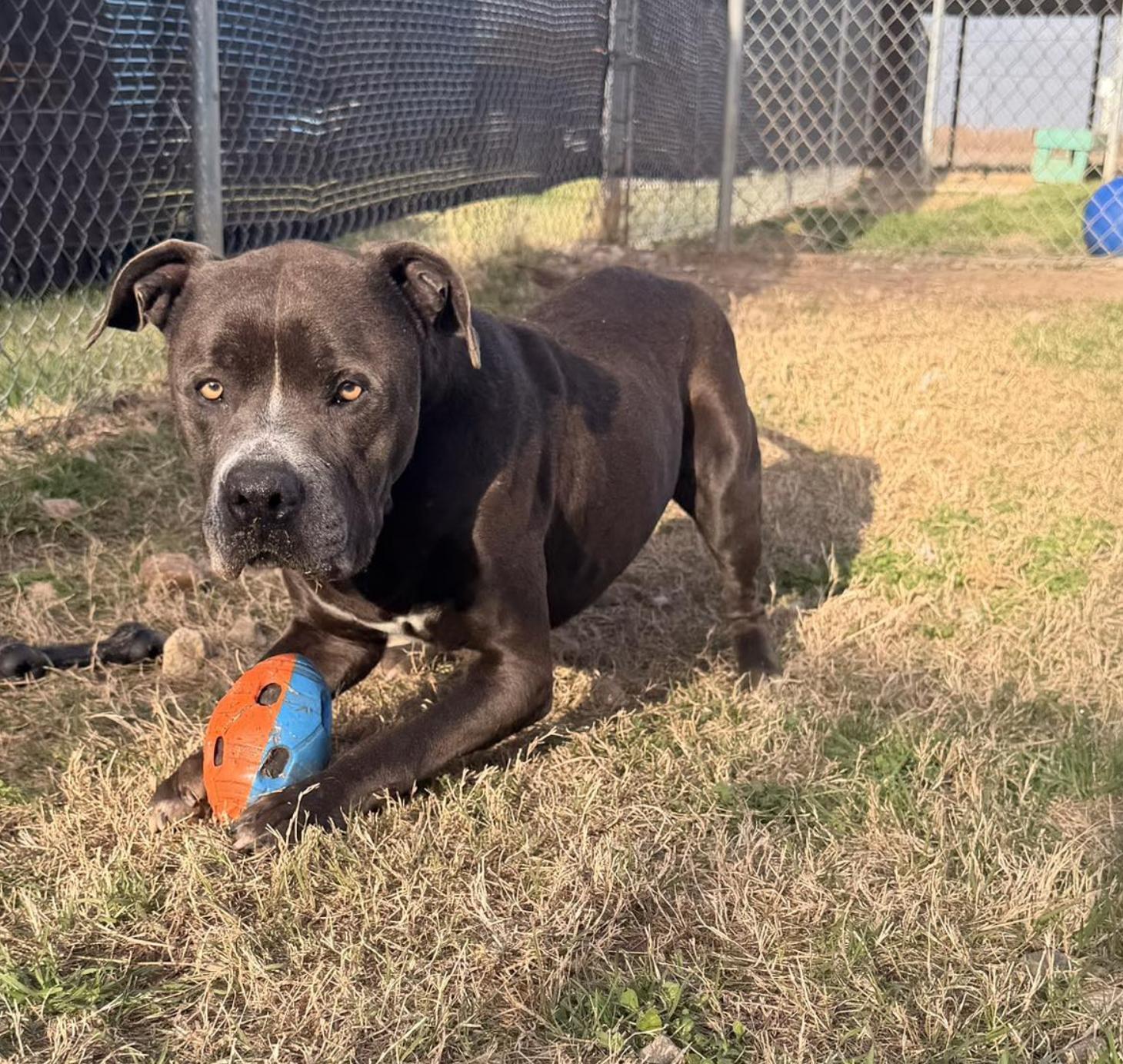 Enlarge Cedar, a ADOPTABLE Mixed Breed in Boston, MA image 5/6
