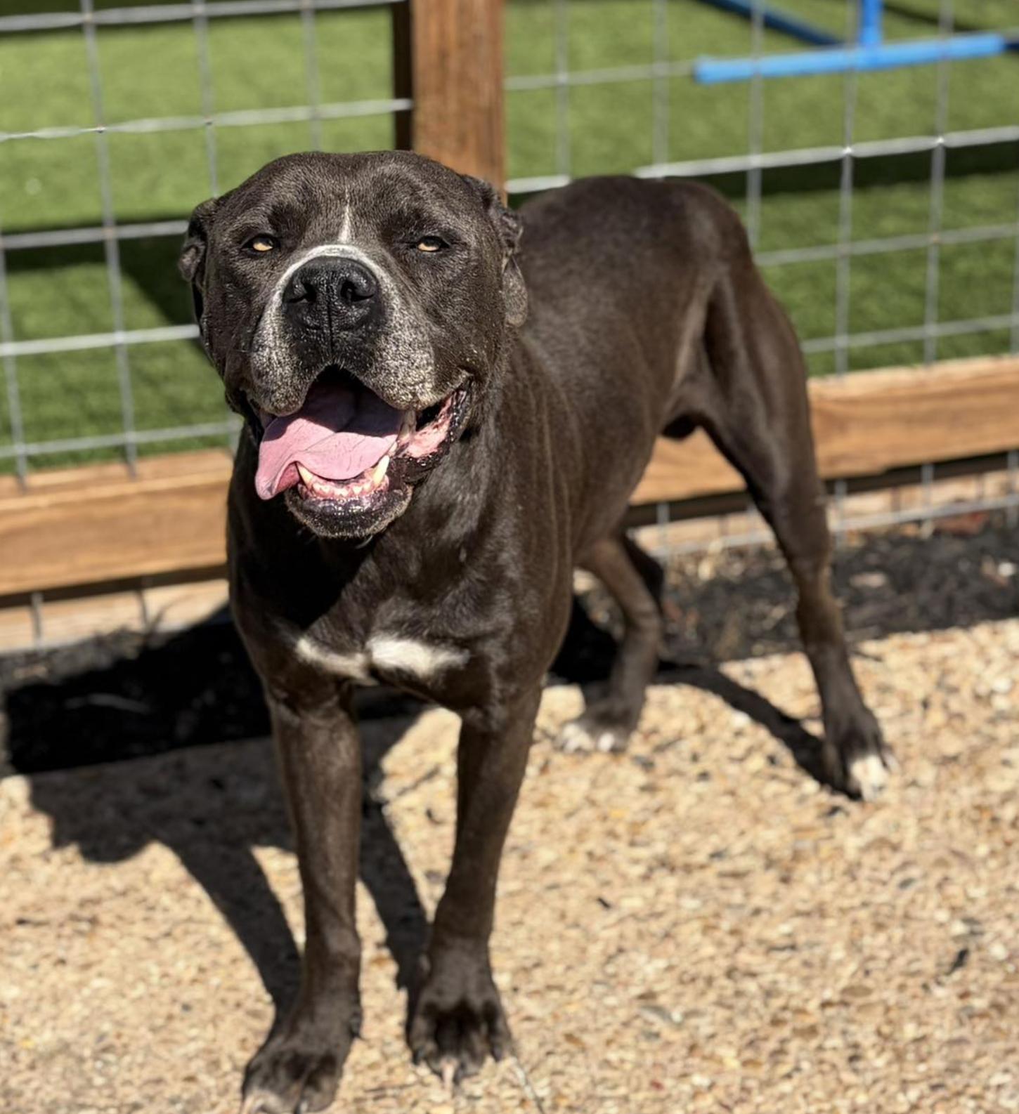 Enlarge Cedar, a ADOPTABLE Mixed Breed in Boston, MA image 6/6