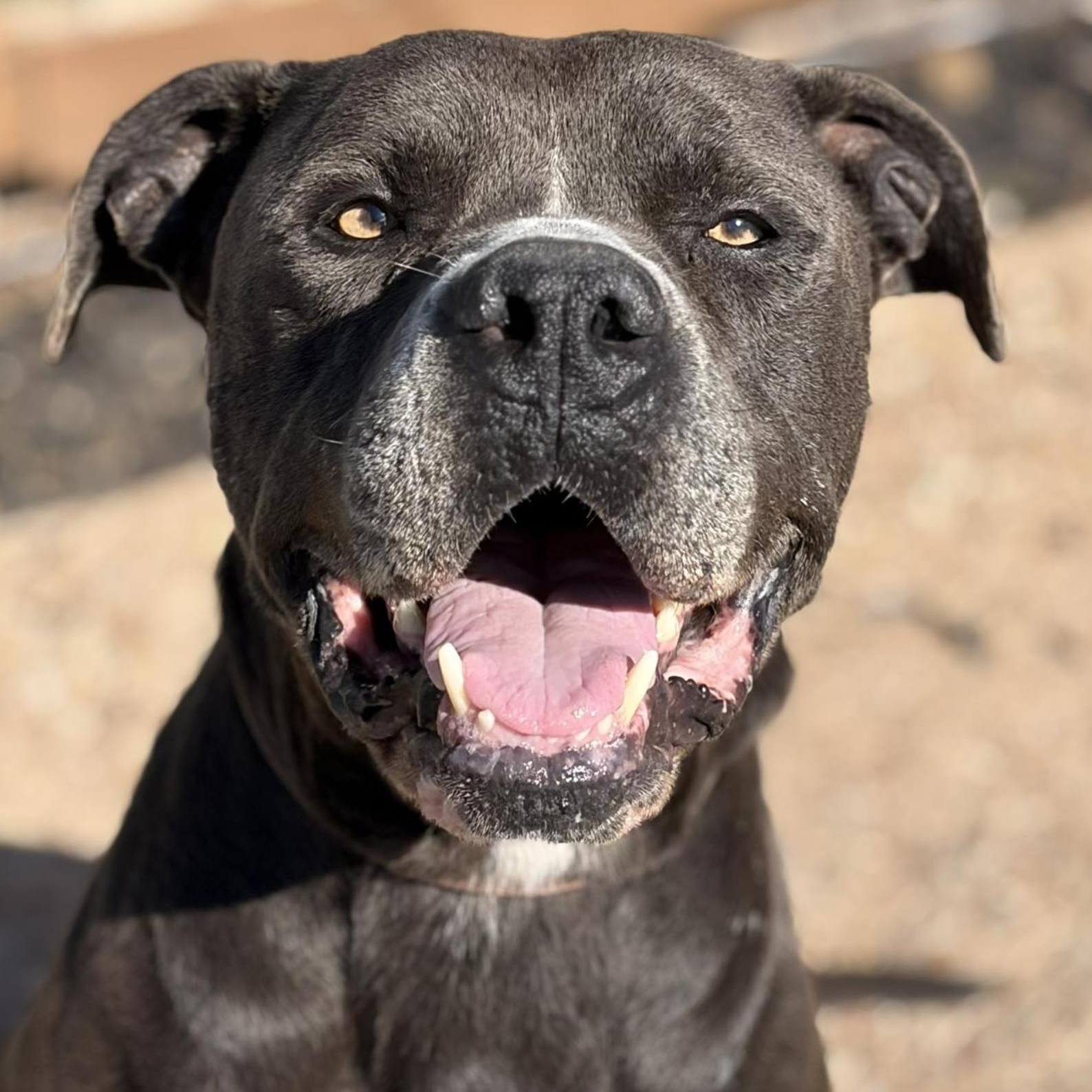 Enlarge Cedar, a ADOPTABLE Mixed Breed in Boston, MA image 3/6