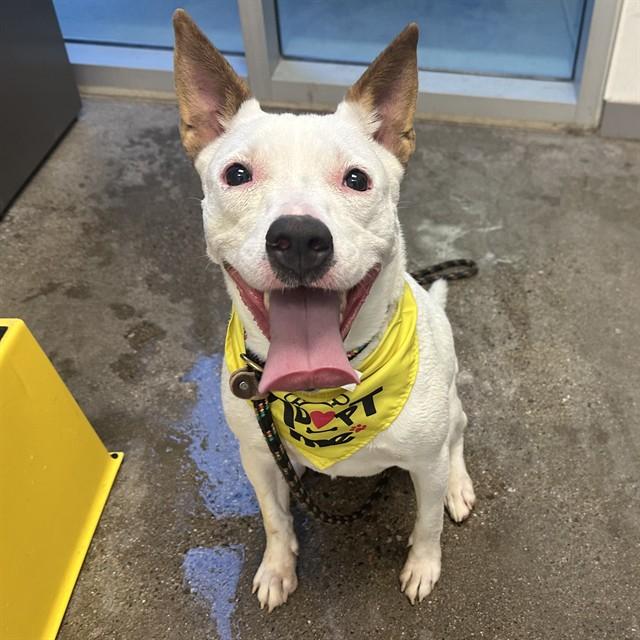 GINNY, Adoptable, Adult Female Pit Bull Terrier & Mixed Breed.