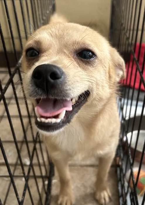 Enlarge PISTACHIO, a Adoptable mixed breed in Vacaville, CA image 1/1