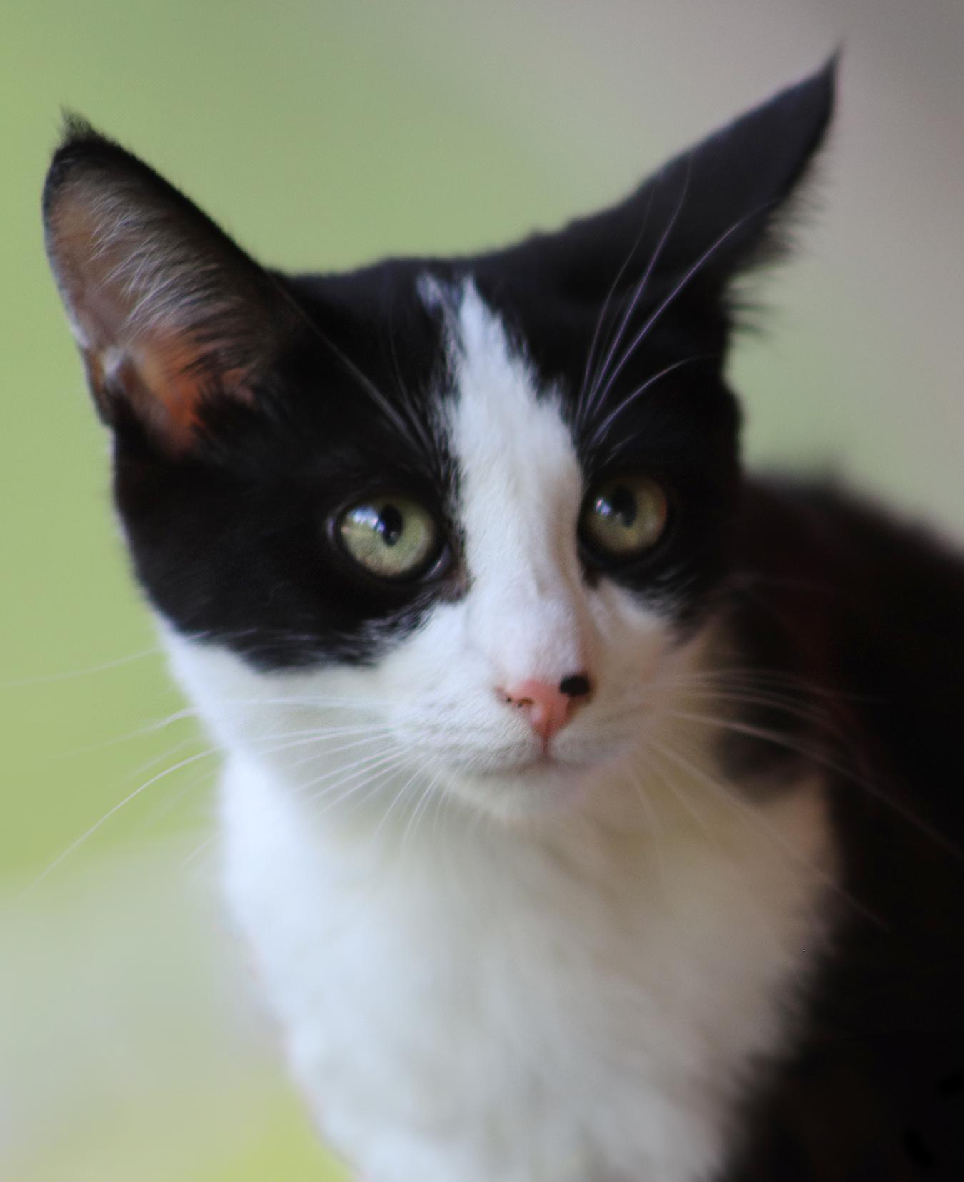Phoebe photo 3