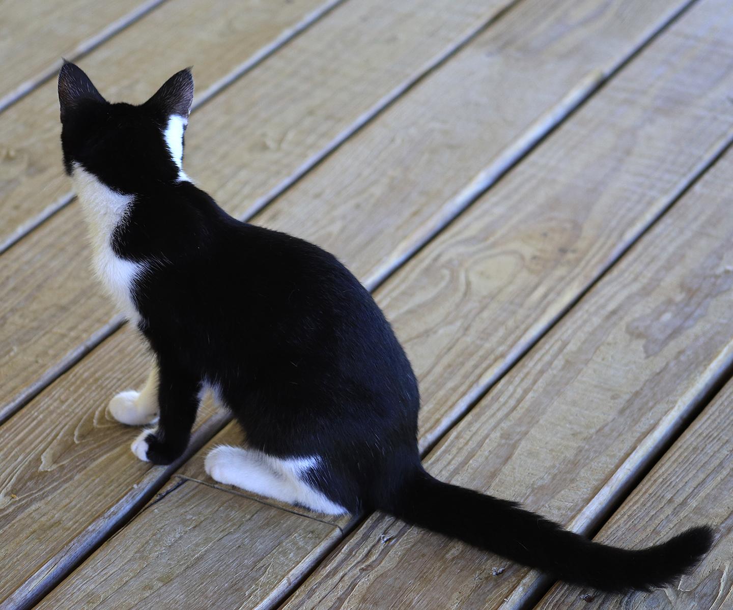 Phoebe photo 2