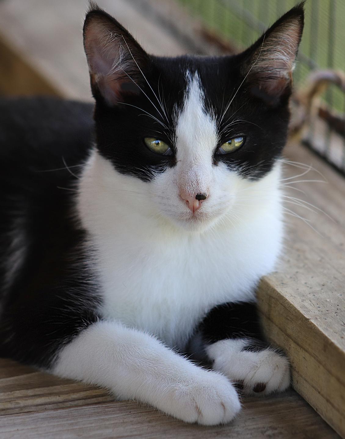 Phoebe, Young Female unknown
